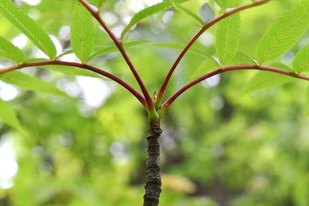 ナナカマド 七竈 庭木図鑑 植木ペディア