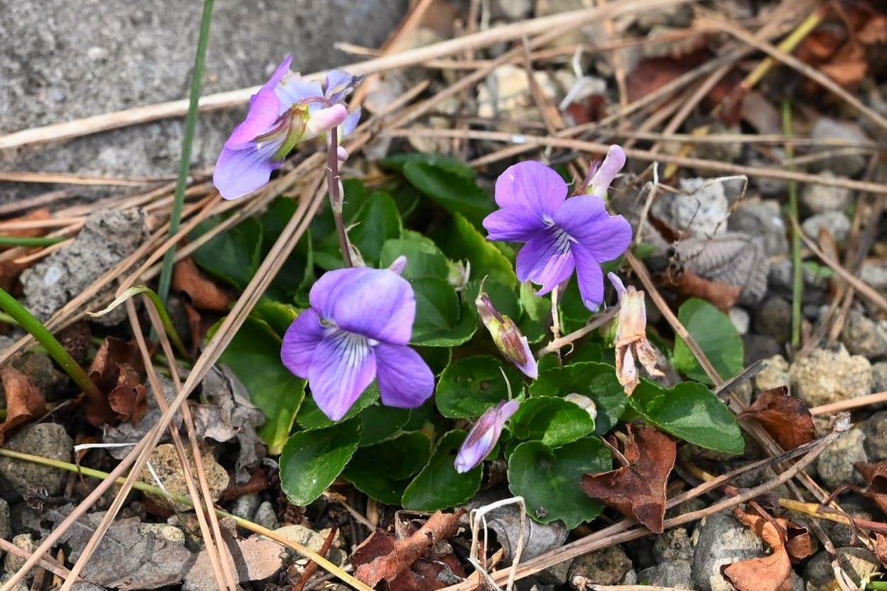 タチツボスミレ - 庭木図鑑 植木ペディア