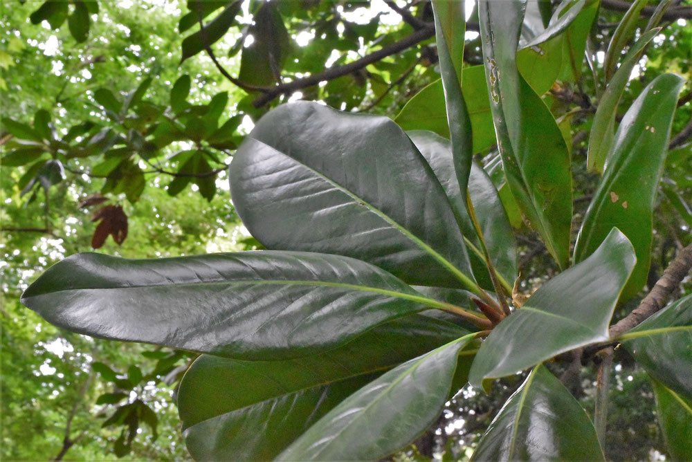 タイサンボク（大泰木） - 庭木図鑑 植木ペディア