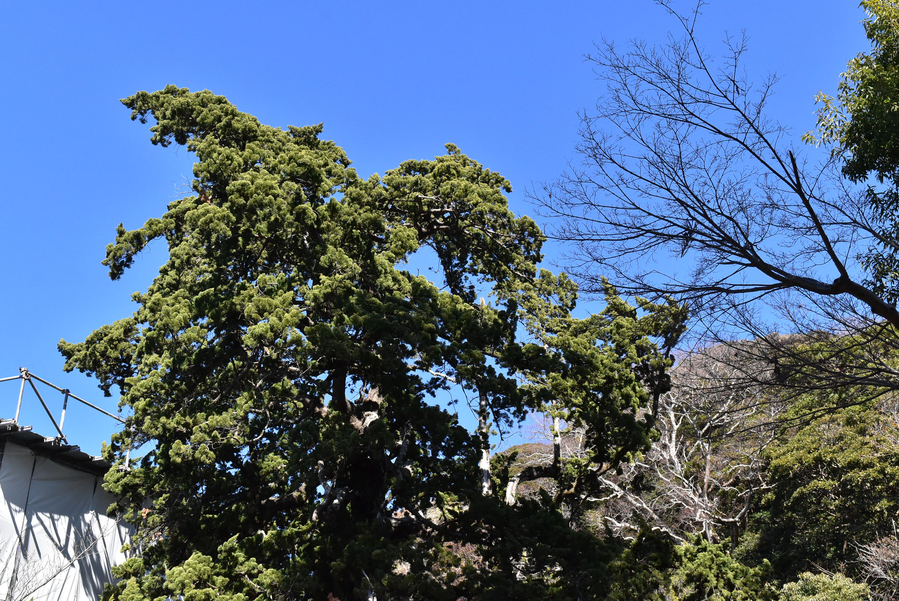 ビャクシン - 庭木図鑑 植木ペディア