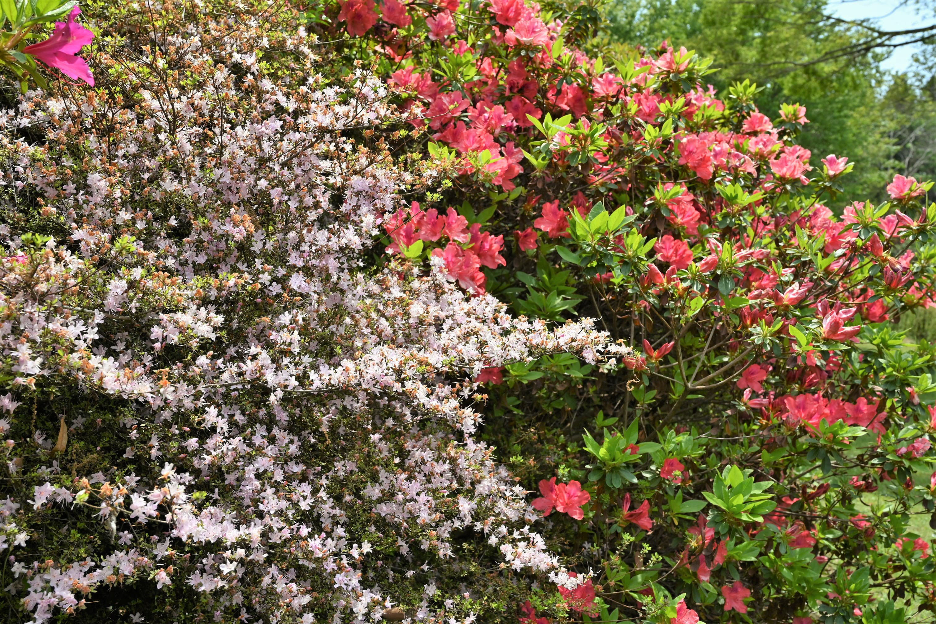 ウンゼンツツジ うんぜんつつじ 庭木図鑑 植木ペディア