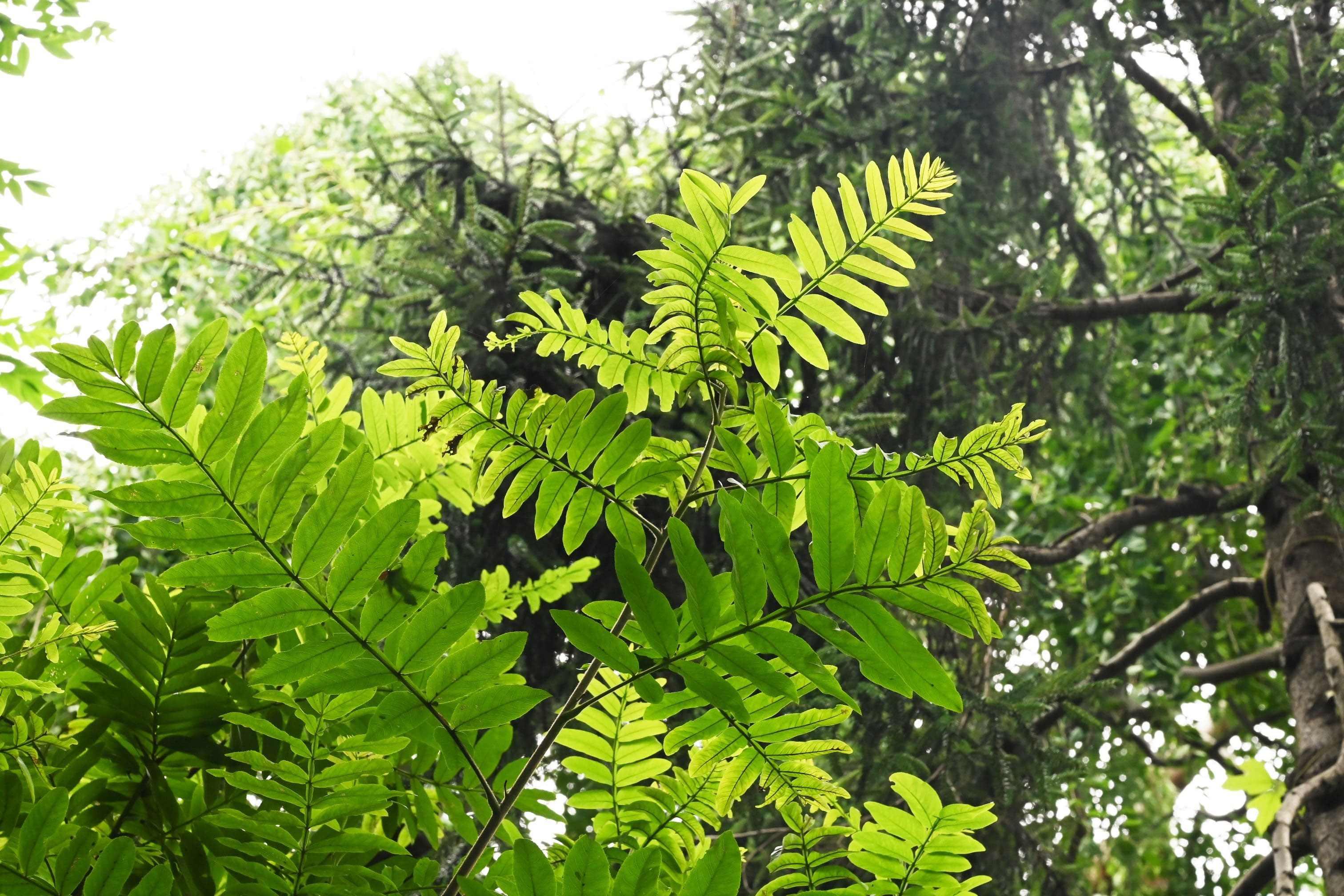 シナサワグルミ／しなさわぐるみ - 庭木図鑑 植木ペディア