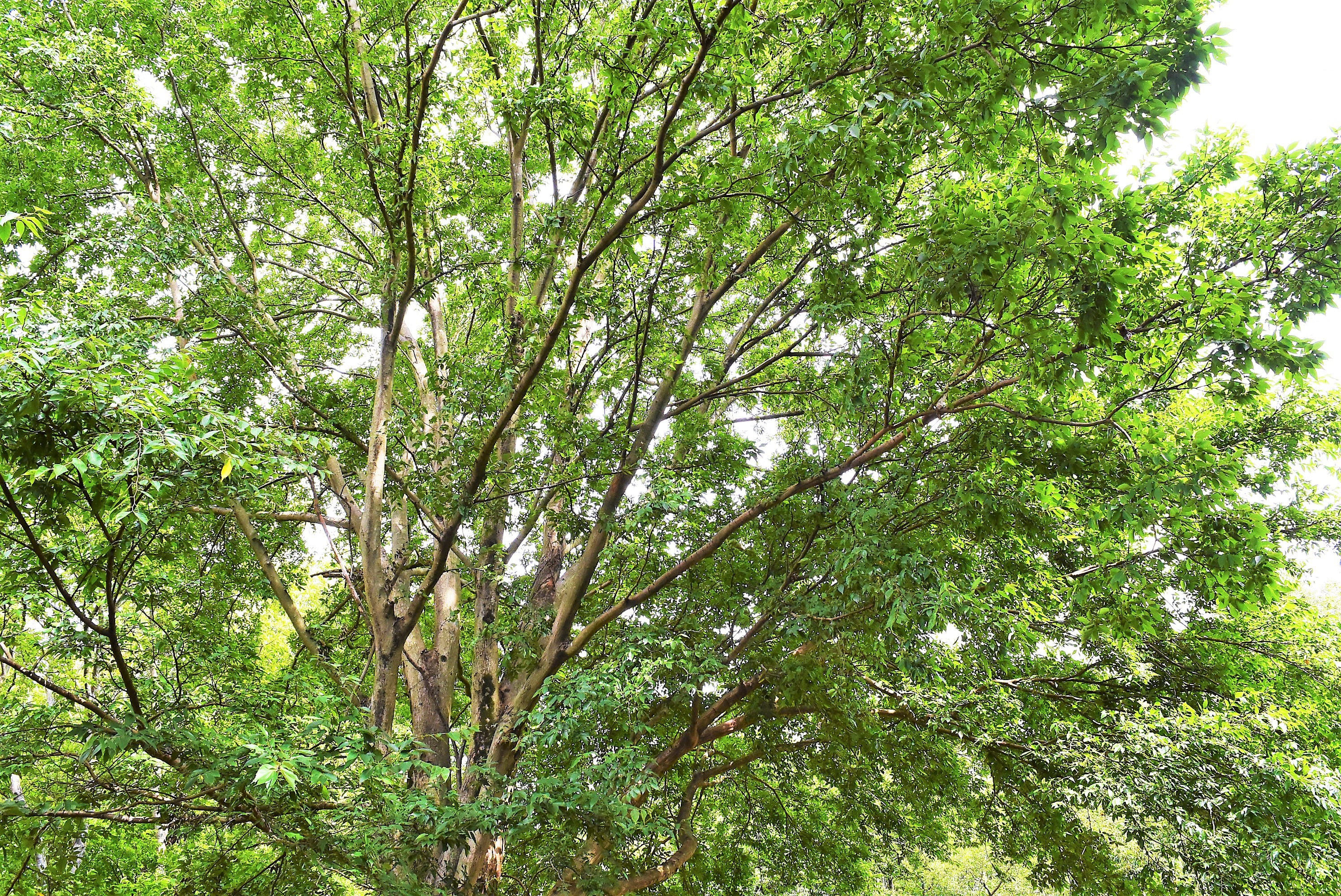 椋の木（ムクノキ）の板（期間限定値下げ） むくの木