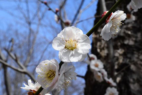 ウメ 梅 庭木図鑑 植木ペディア ウメ 梅 庭木図鑑 植木ペディア
