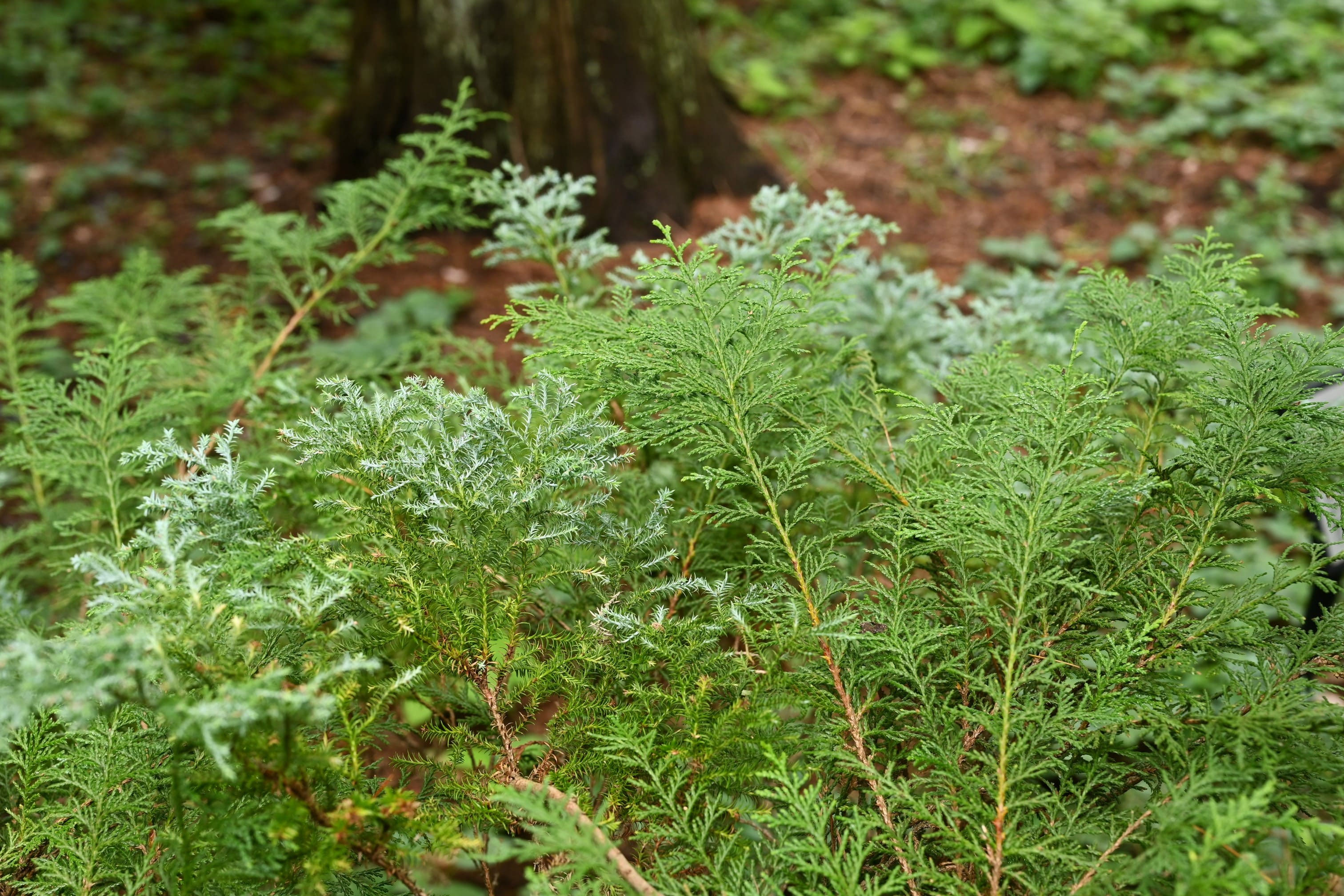 ヒムロスギ - 庭木図鑑 植木ペディア
