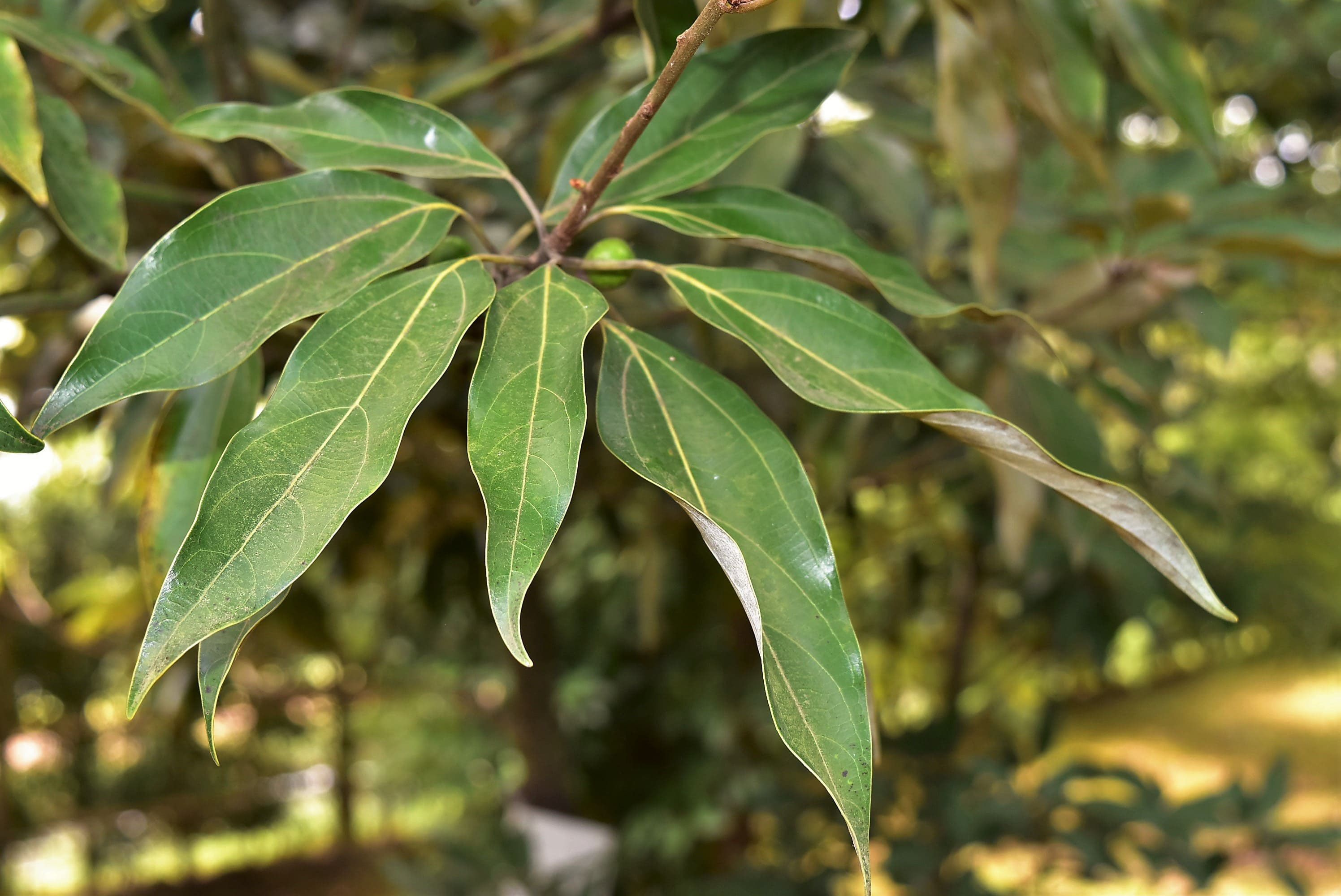 シロダモ - 庭木図鑑 植木ペディア
