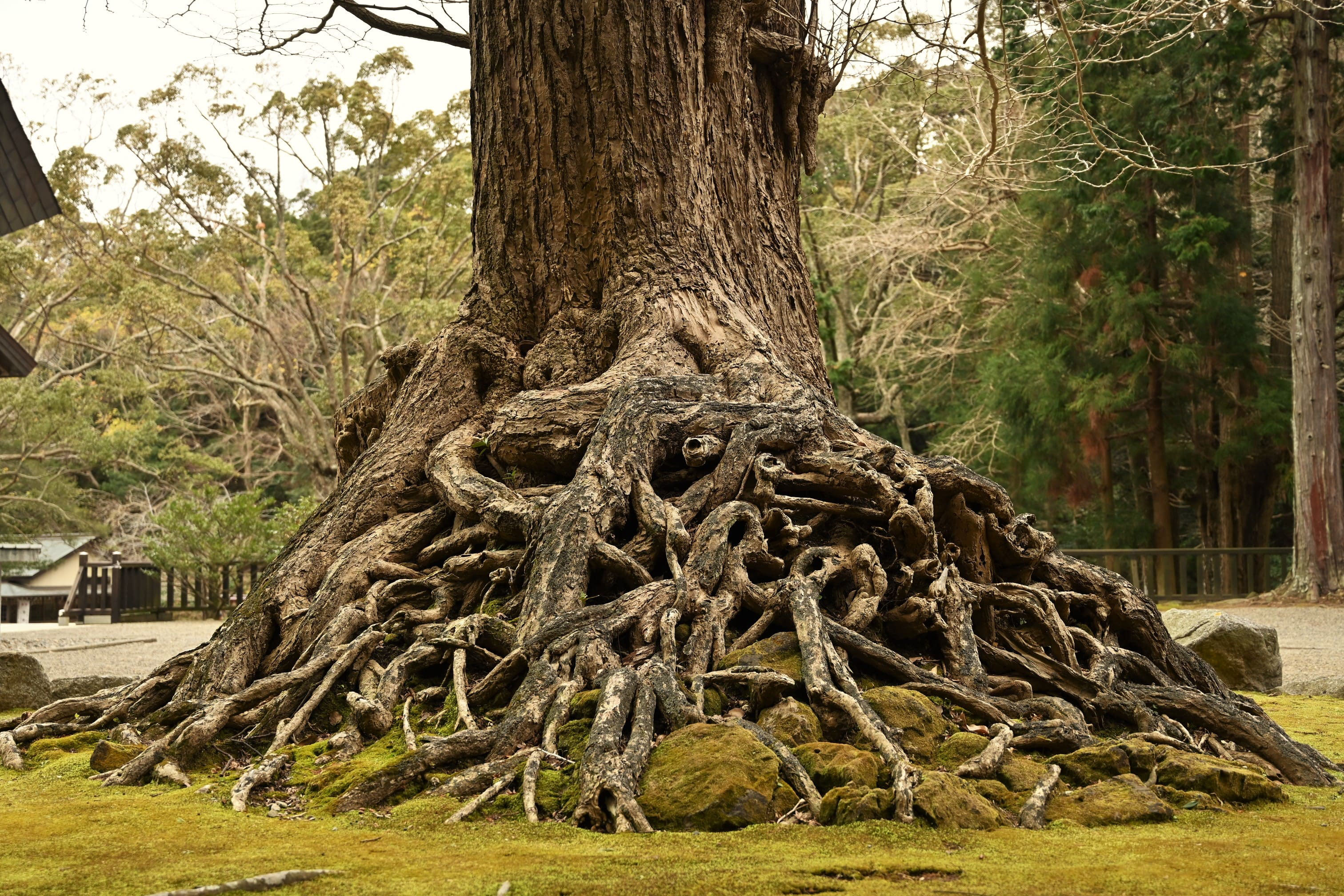 樹 木の根