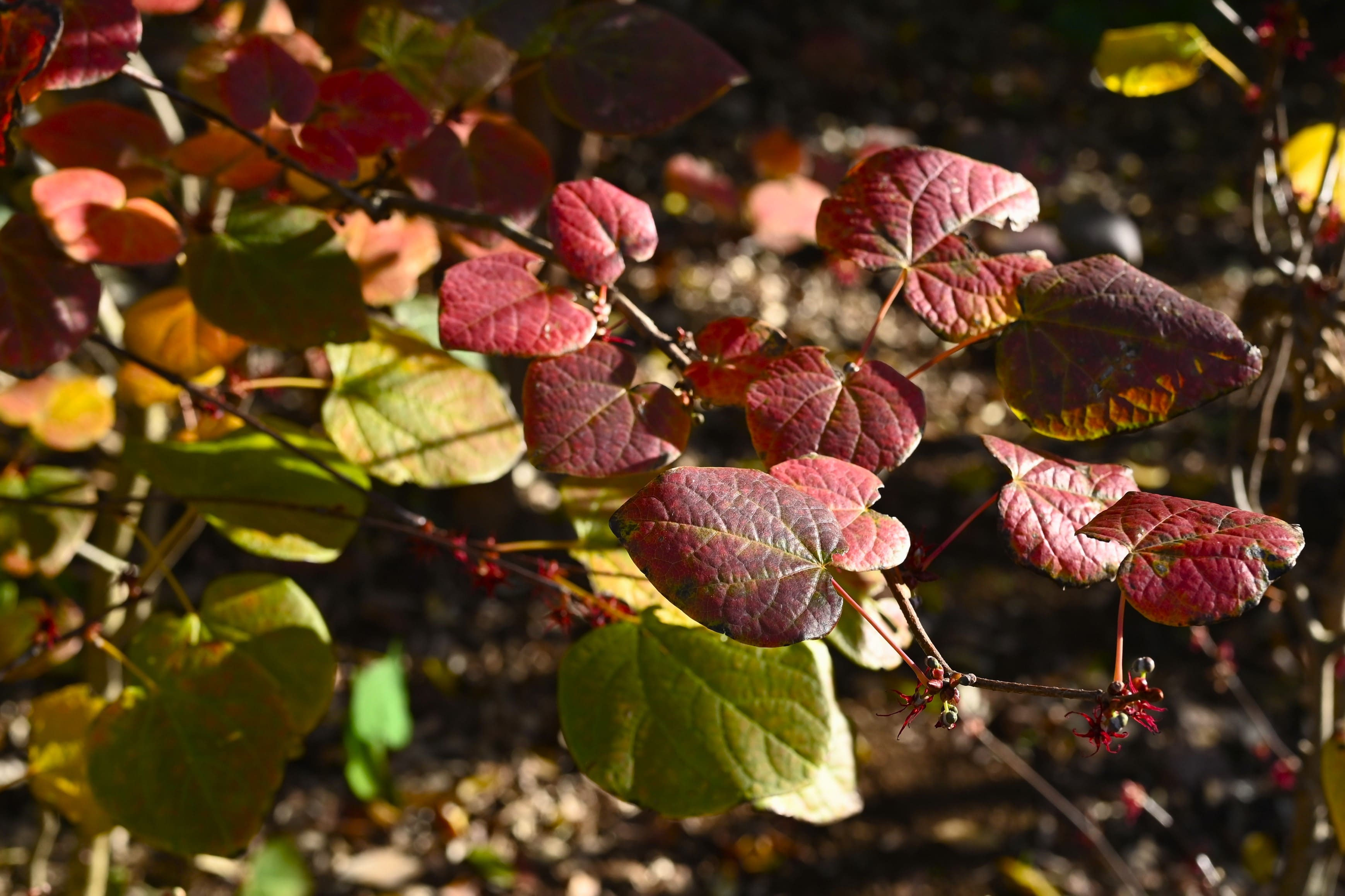 マルバノキ/丸葉の木【現品発送】管理70827 楽天市場】現品発送【丸葉の木（マルバノキ）】樹高1.2m前後 根巻き苗