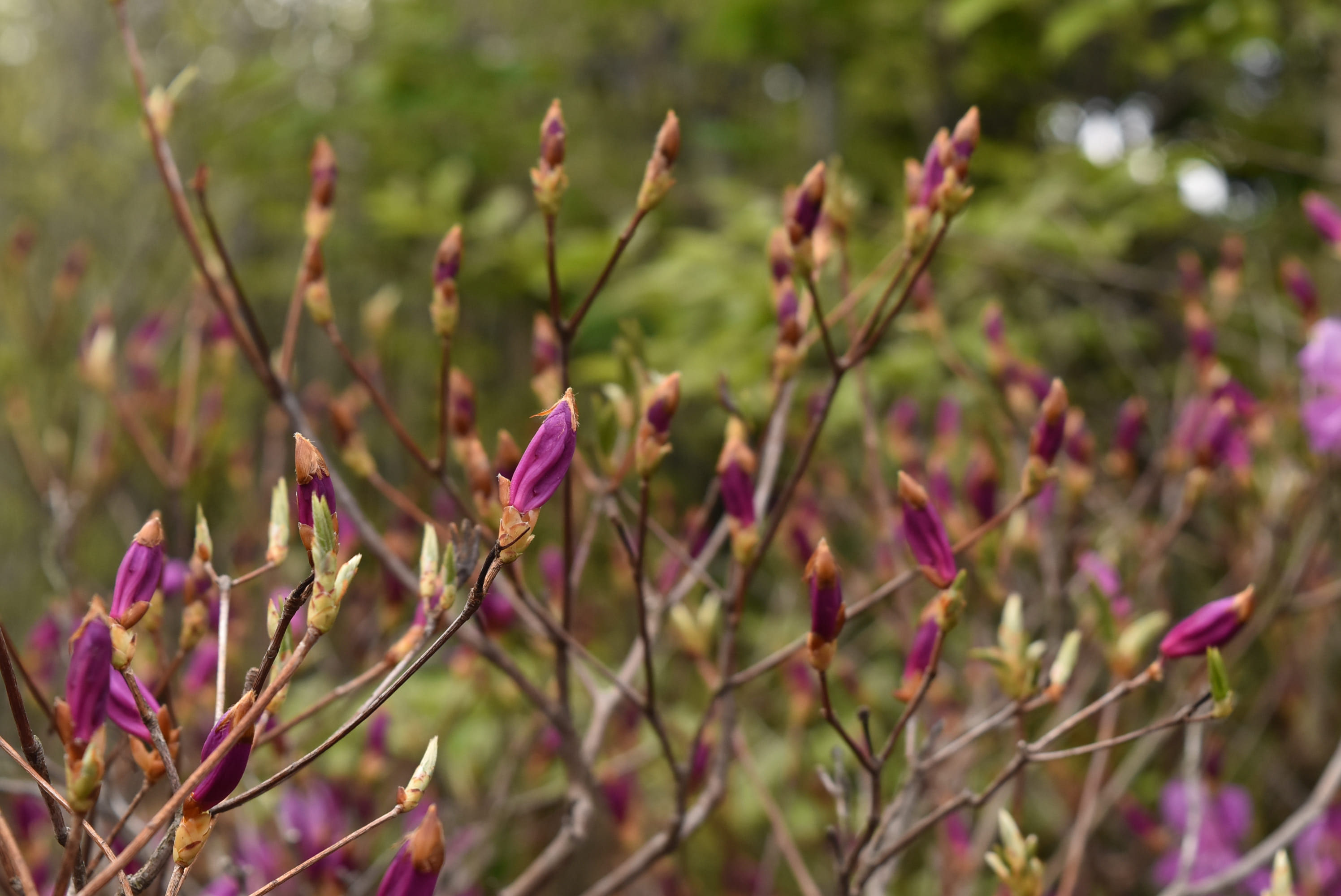 ミツバツツジ - 庭木図鑑 植木ペディア