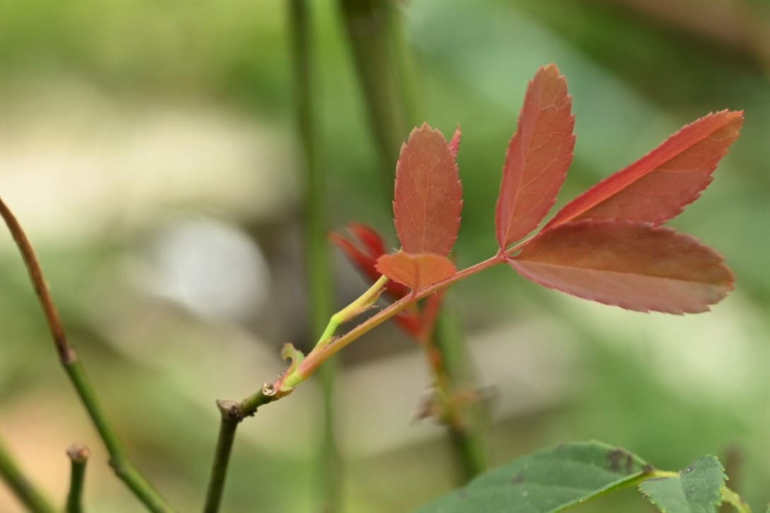 コウシンバラ こうしんばら 庚申薔薇 庭木図鑑 植木ペディア
