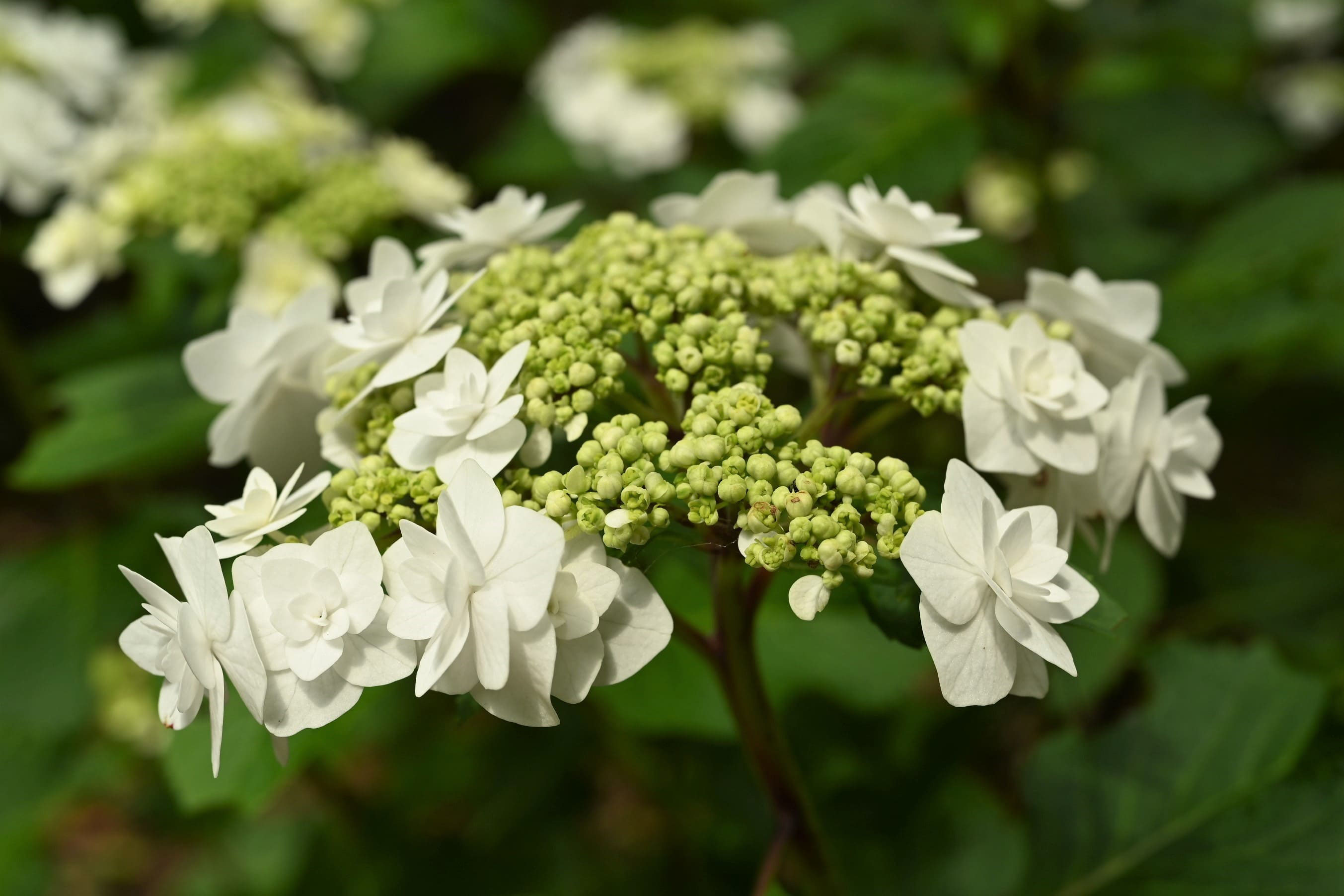 アジサイ（紫陽花） - 庭木図鑑 植木ペディア
