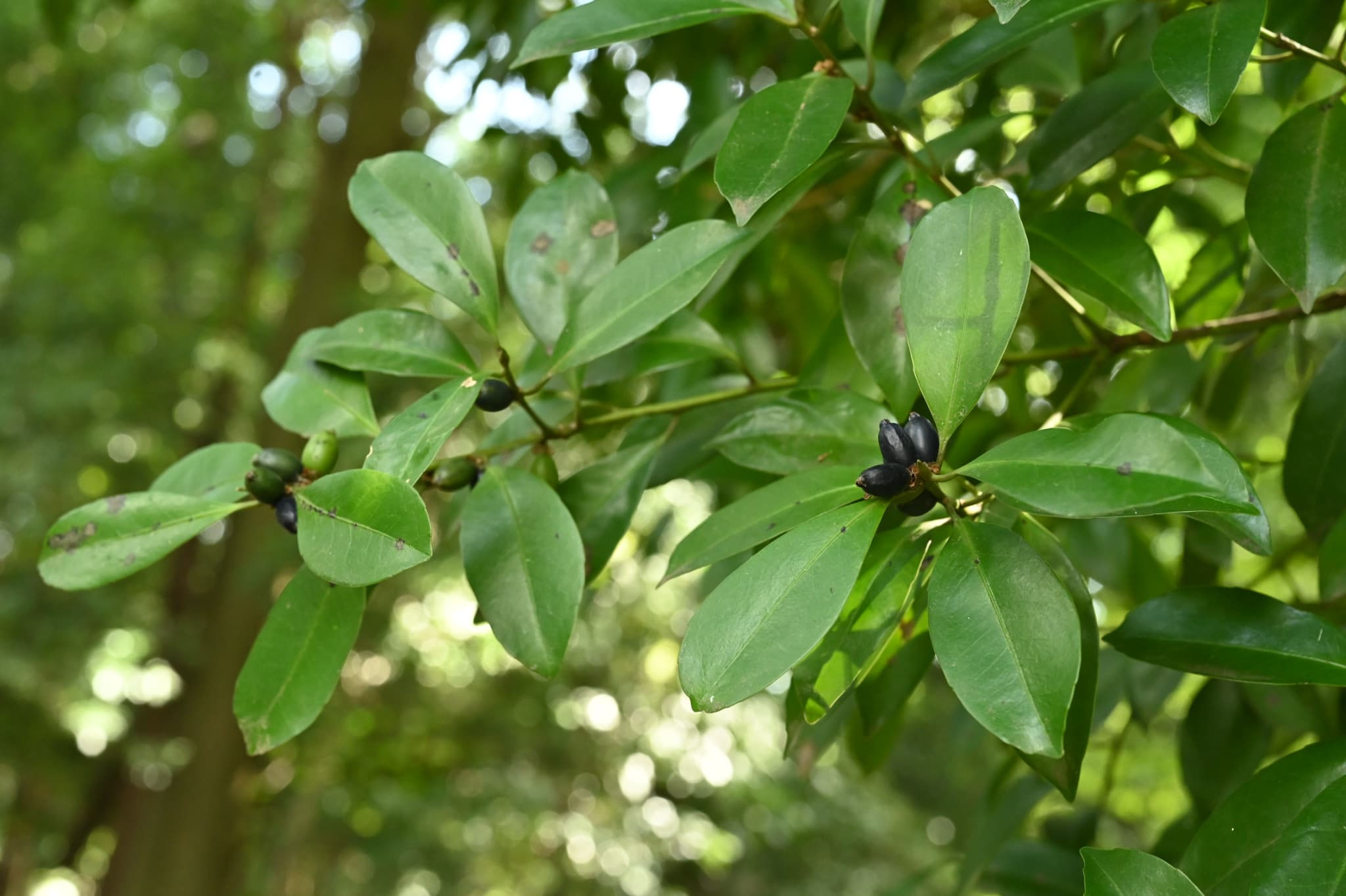 クロキ（黒木） - 庭木図鑑 植木ペディア