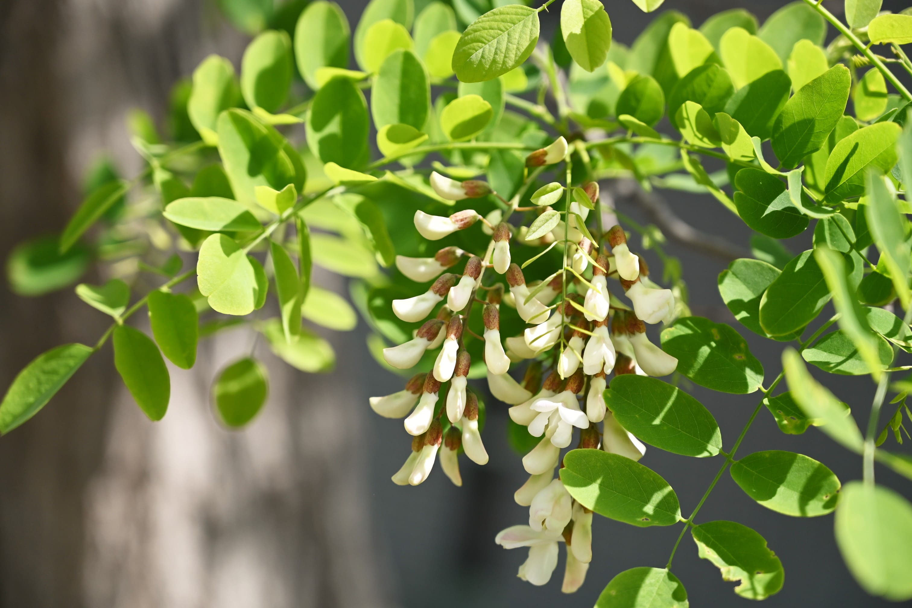 ニセアカシア 庭木図鑑 植木ペディア