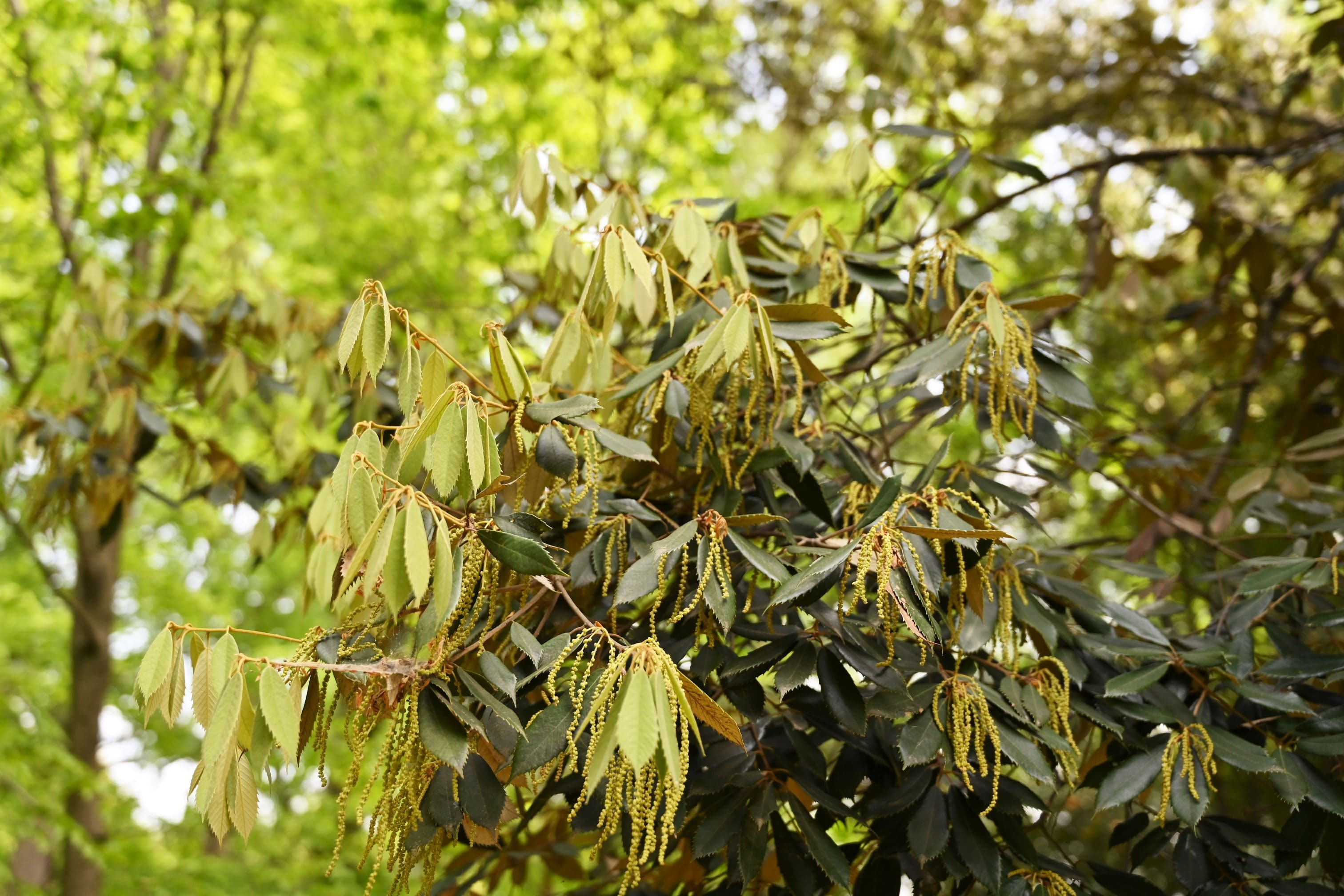 イチイガシ 庭木図鑑 植木ペディア