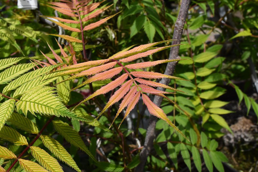 ホザキナナカマド 庭木図鑑 植木ペディア