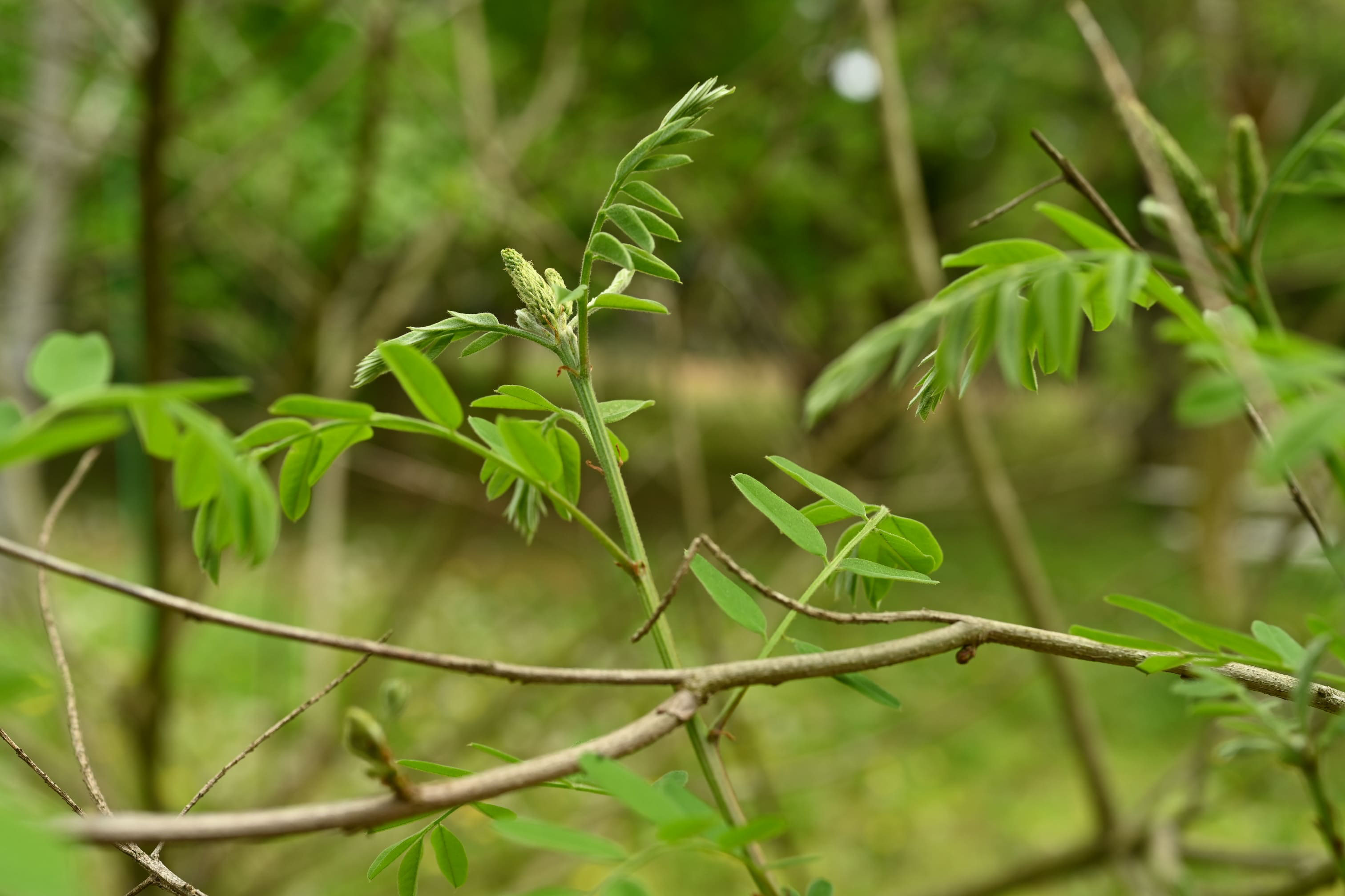 庭木図鑑 植木ペディア