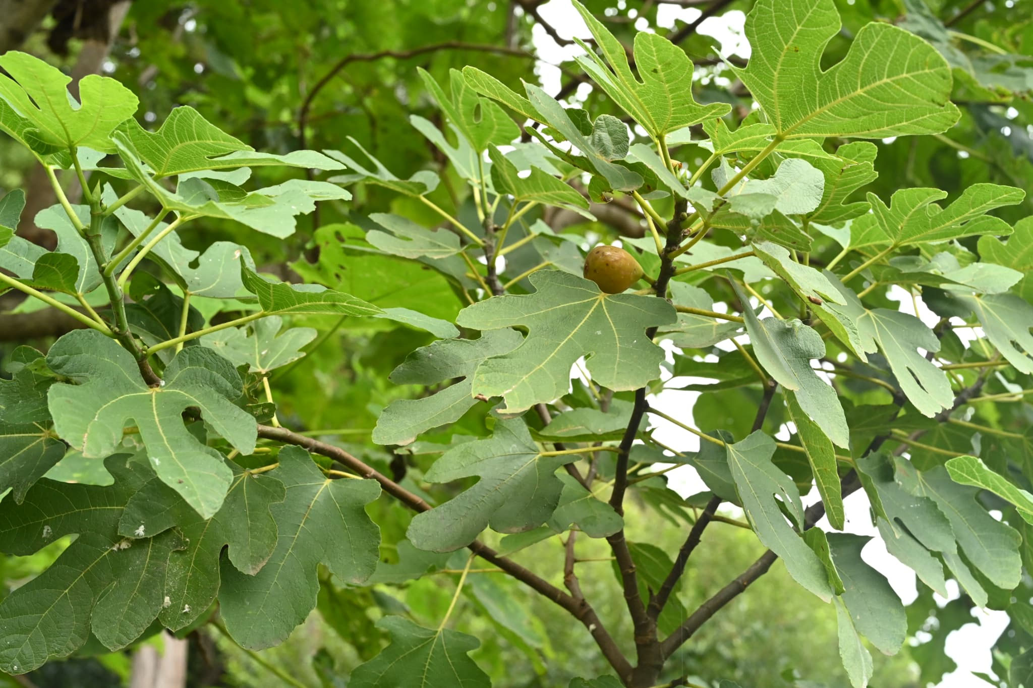 イチジクの木 イチジク（無花果） - 庭木図鑑 植木ペディア