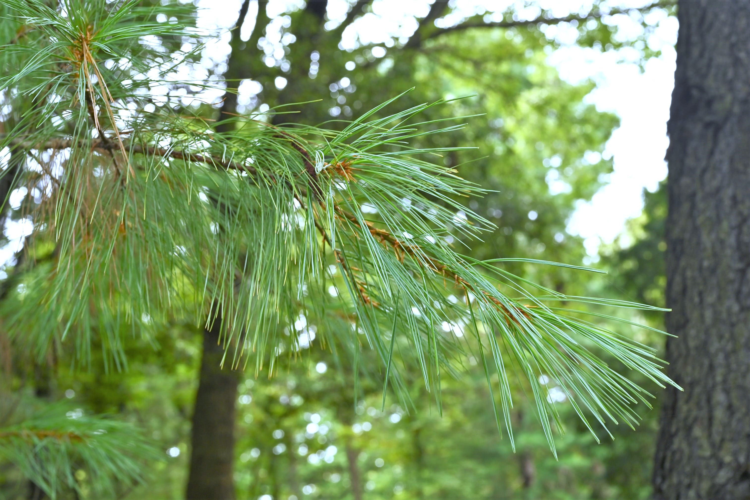 ストローブマツ - 庭木図鑑 植木ペディア
