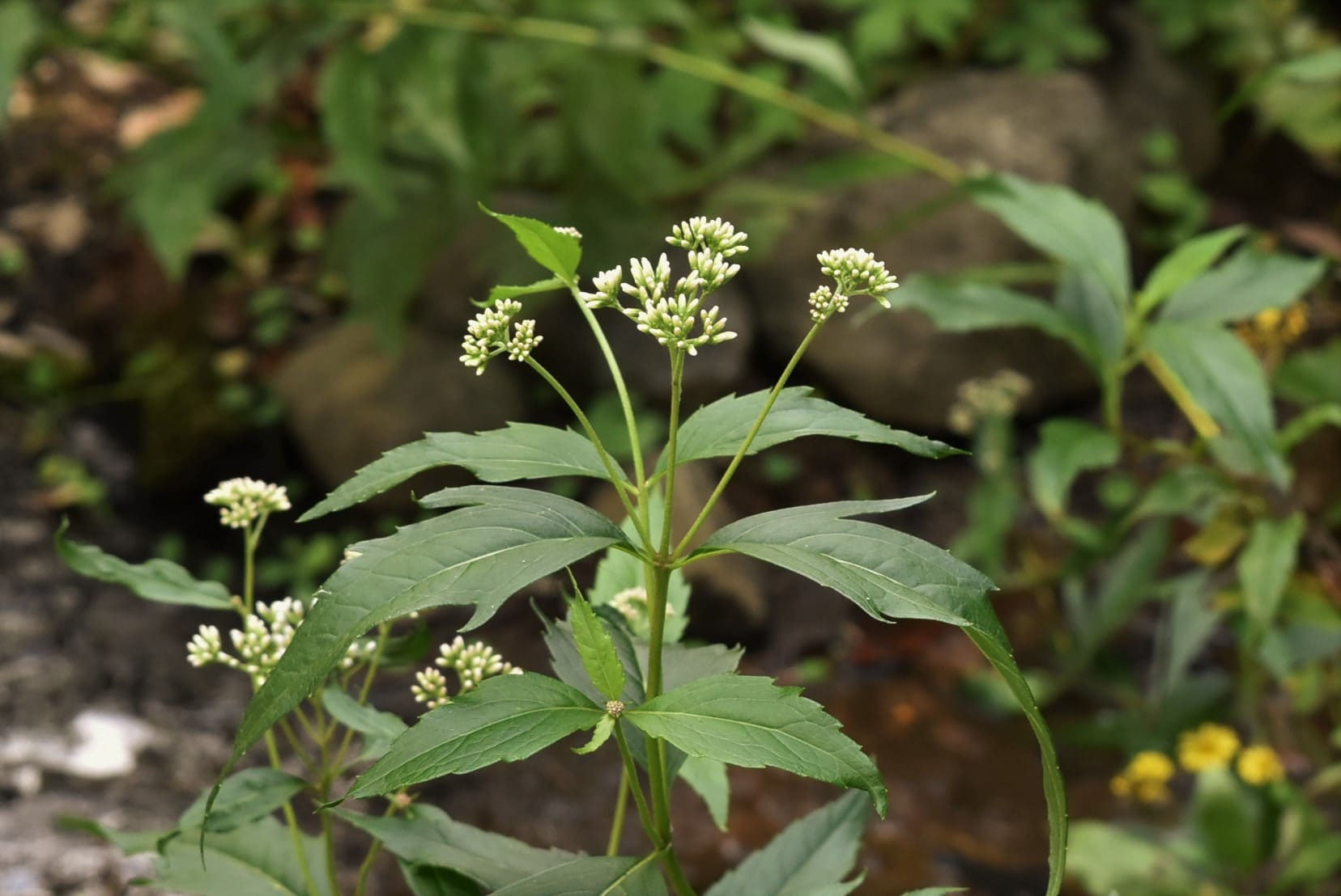 フジバカマ 藤袴 庭木図鑑 植木ペディア