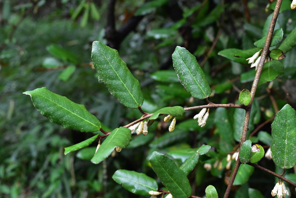 庭木図鑑 植木ペディア