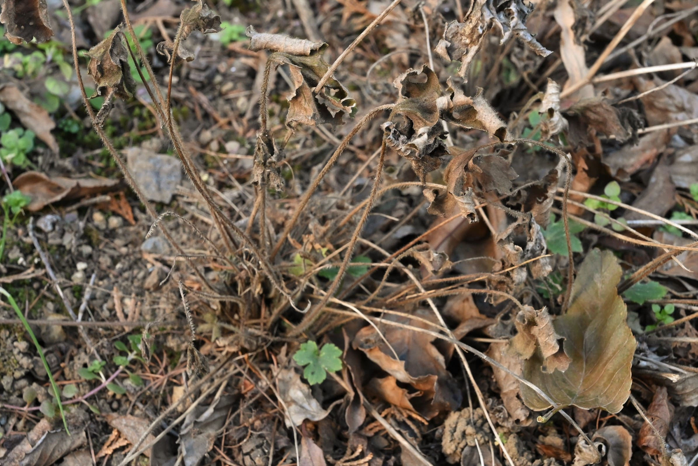 kinpouge ウマノアシガタ／うまのあしがた／馬の足形 - 庭木図鑑 植木ペディア