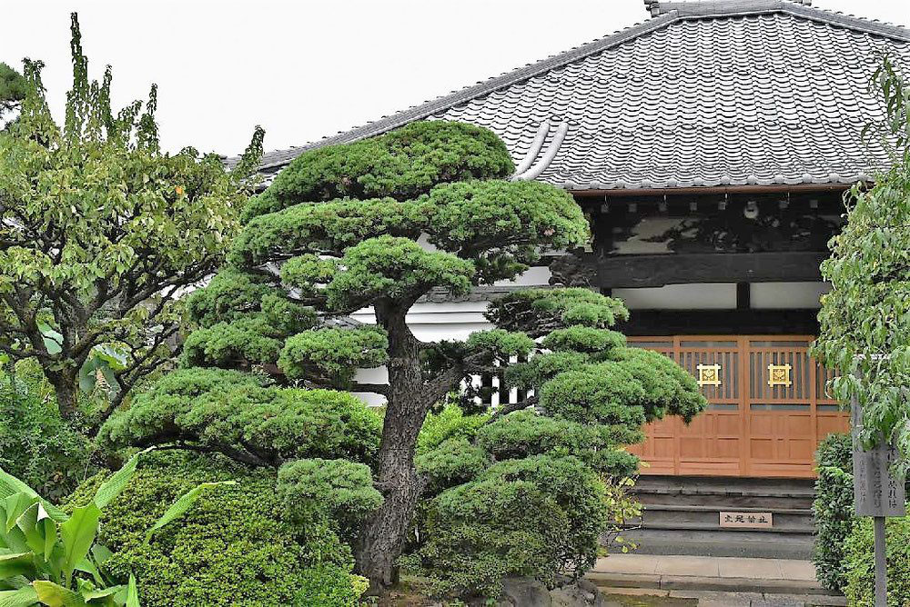 ゴヨウマツ（五葉松） - 庭木図鑑 植木ペディア