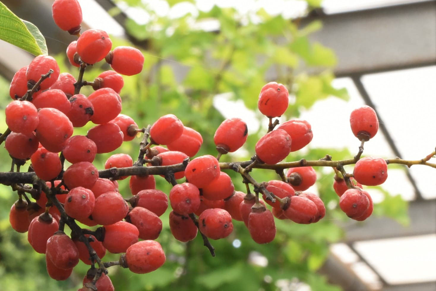 庭木図鑑 植木ペディア