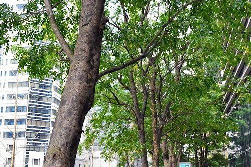 シマトネリコ - 庭木図鑑 植木ペディア