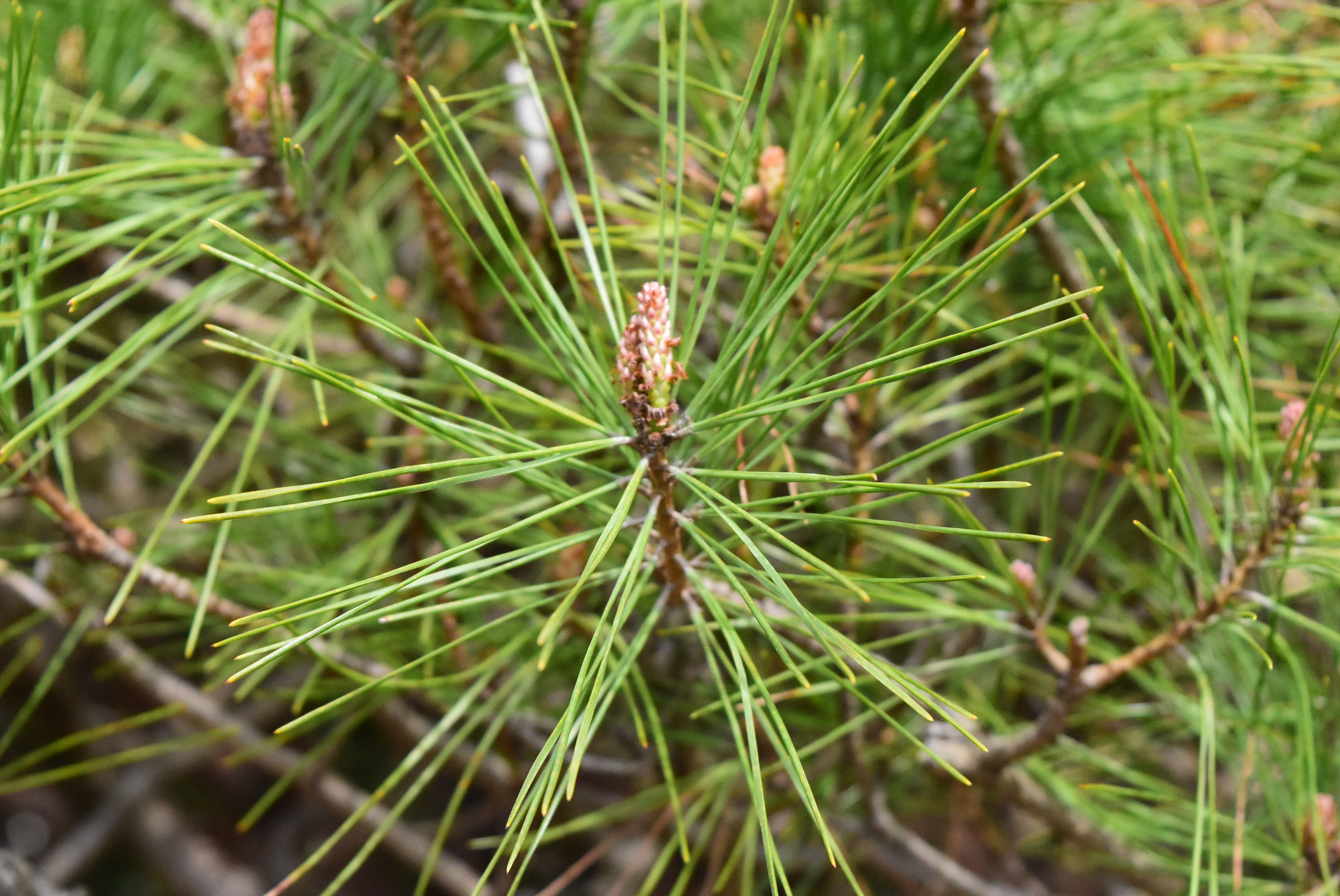 タギョウショウ 多行松 庭木図鑑 植木ペディア タギョウショウ 多行松 庭木図鑑 植木ペディア