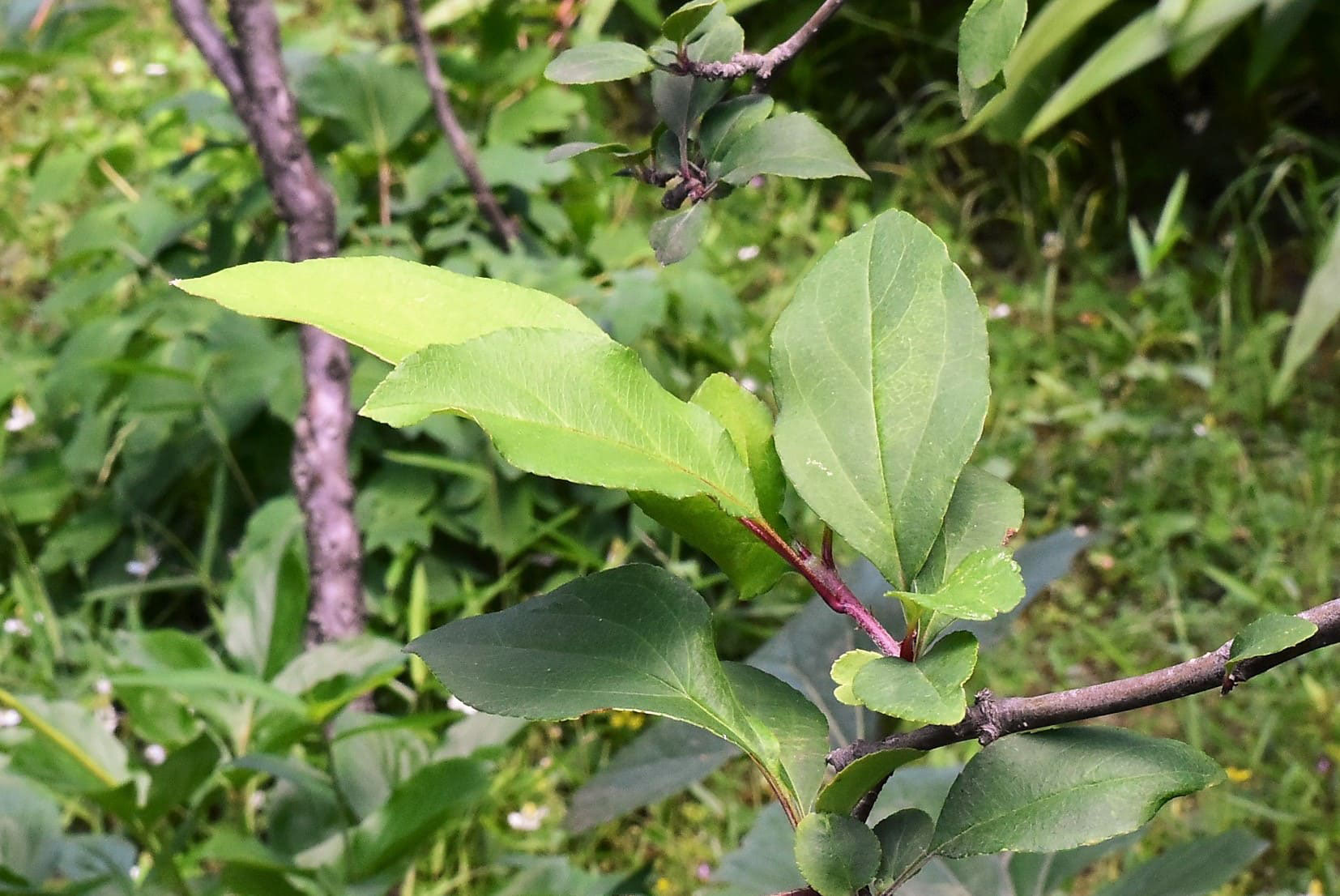 ハナカイドウ 花海棠 庭木図鑑 植木ペディア