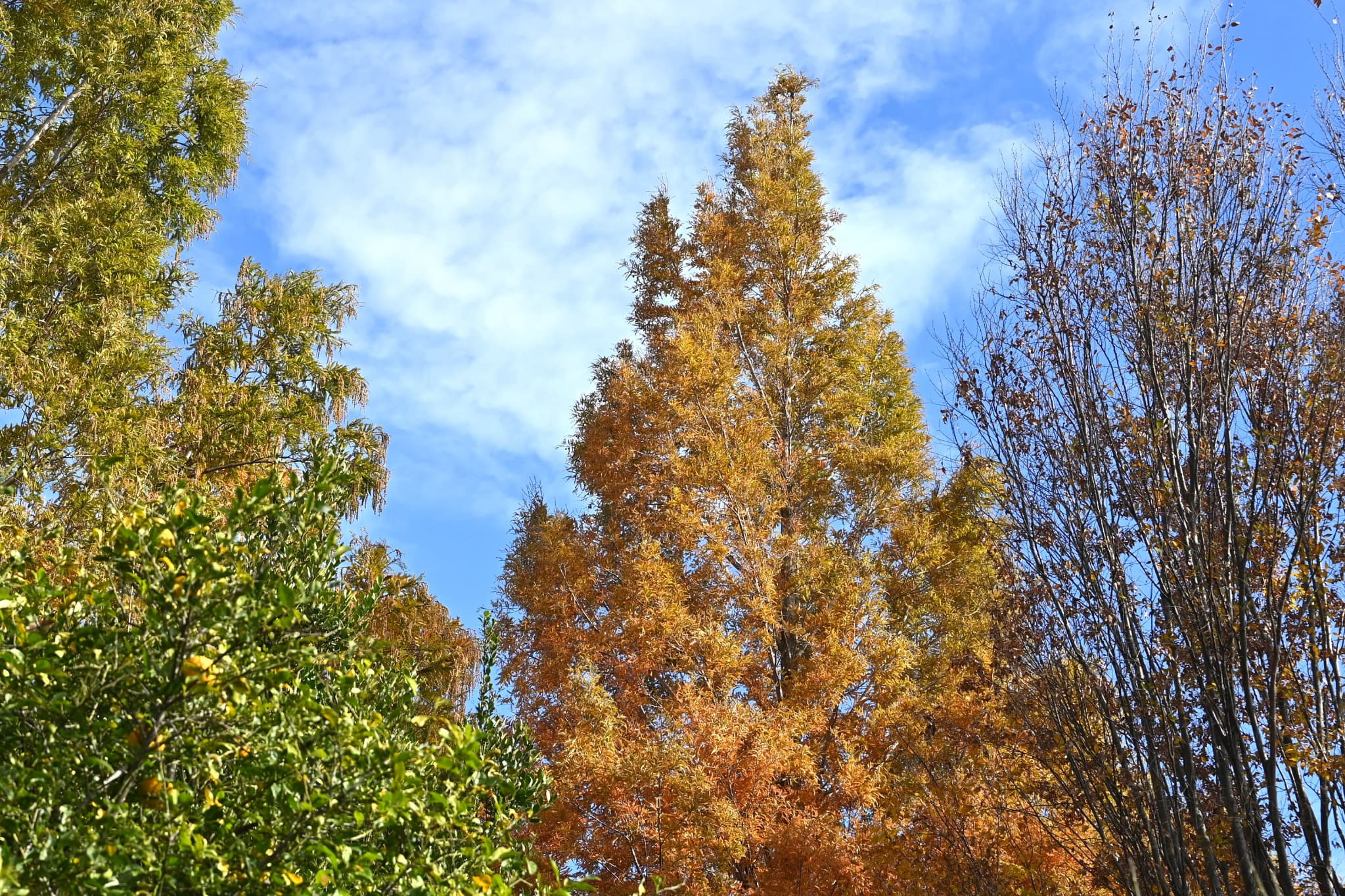 メタセコイア 庭木図鑑 植木ペディア