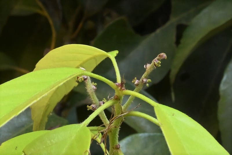 アラカシ 粗樫 庭木図鑑 植木ペディア