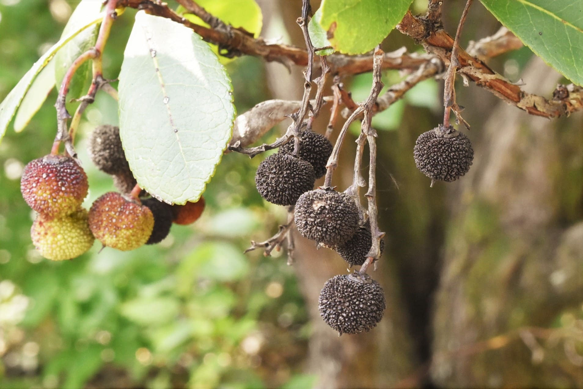 イチゴノキ（苺の木） - 庭木図鑑 植木ペディア