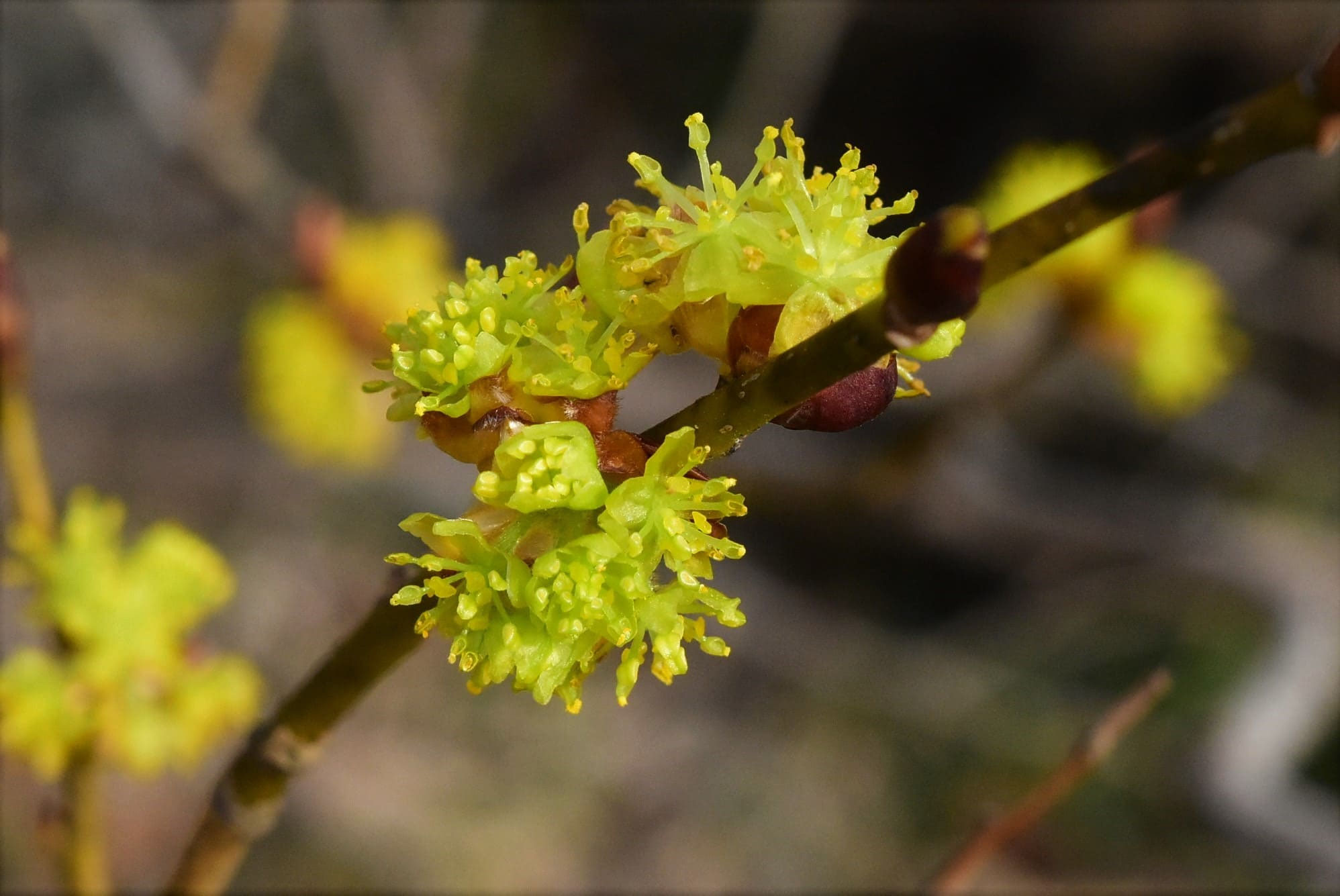 ダンコウバイ 壇香梅 庭木図鑑 植木ペディア