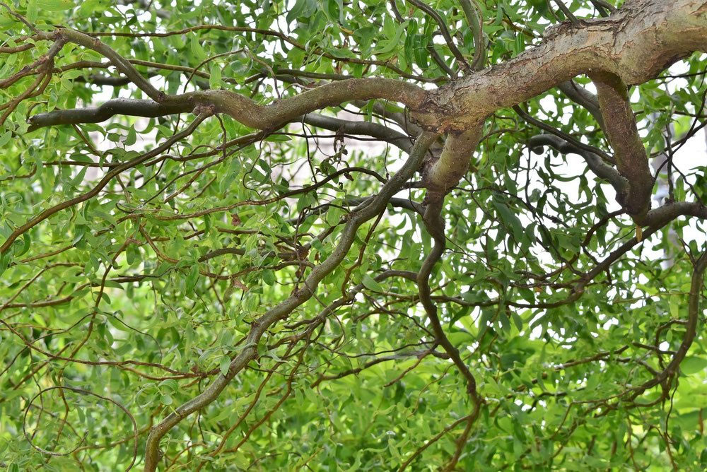 雲竜柳・ウンリュウヤナギ 長さ200㎝ 3歩程度