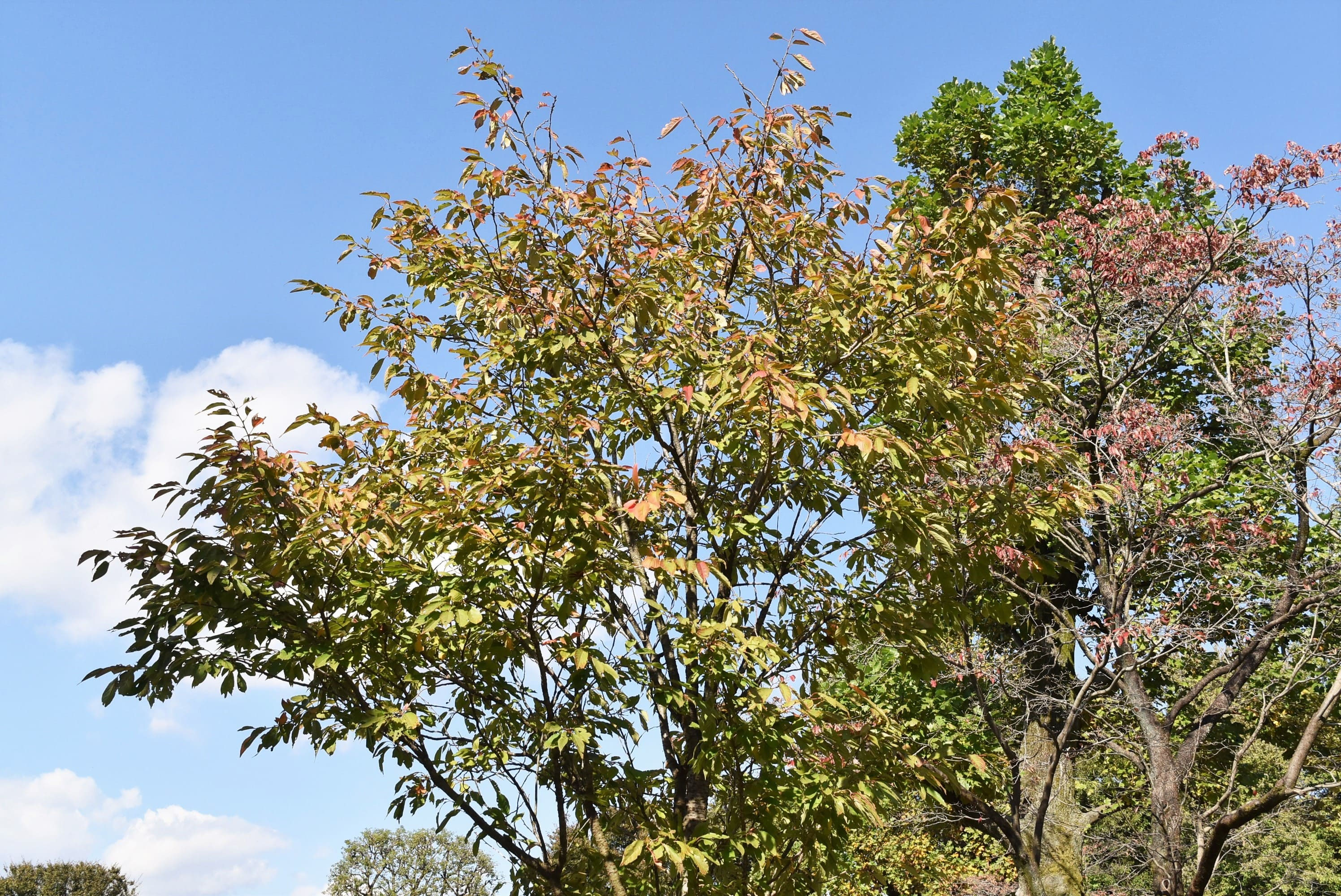 ウコンザクラ 鬱金桜 庭木図鑑 植木ペディア