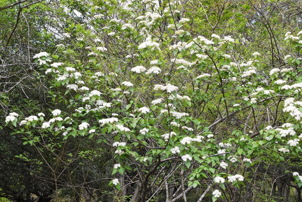 コバノガマズミ - 庭木図鑑 植木ペディア