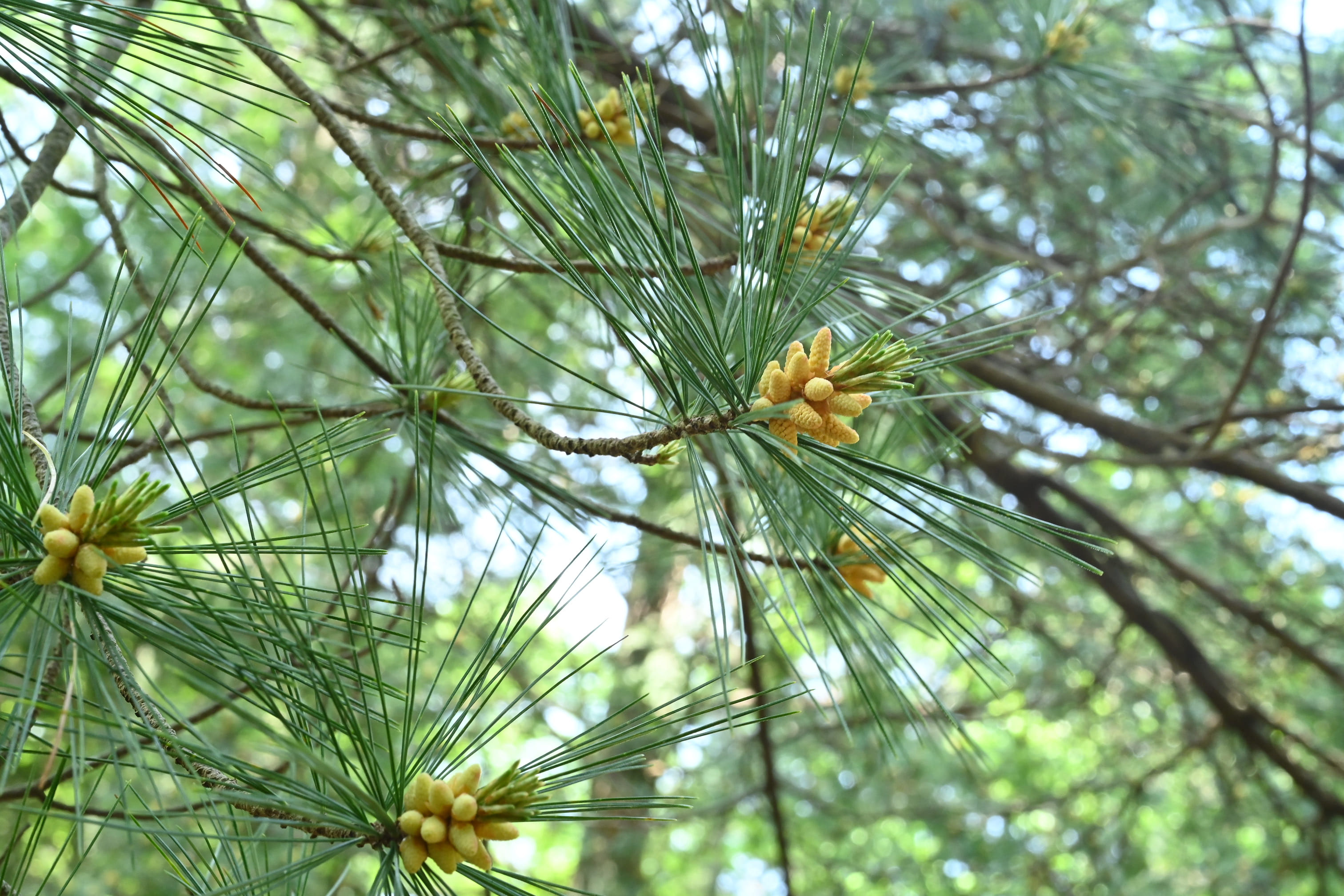 ストローブマツ - 庭木図鑑 植木ペディア
