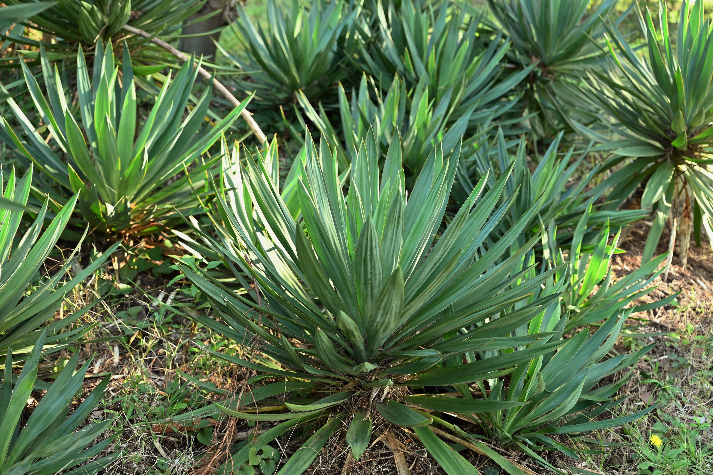 楽天市場】キミガヨラン（観葉植物｜花・観葉植物）：花