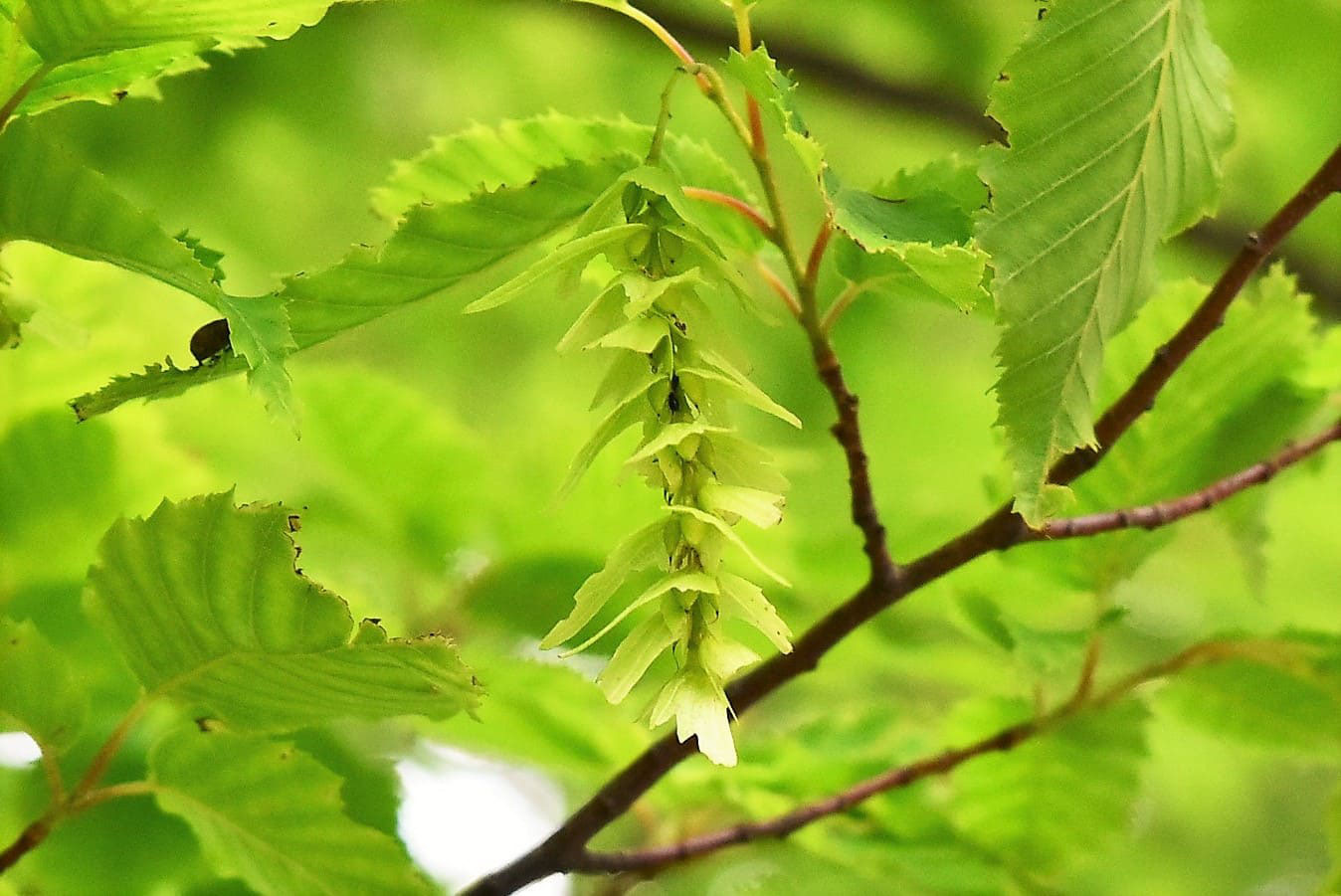 アカシデ 庭木図鑑 植木ペディア アカシデ 庭木図鑑 植木ペディア