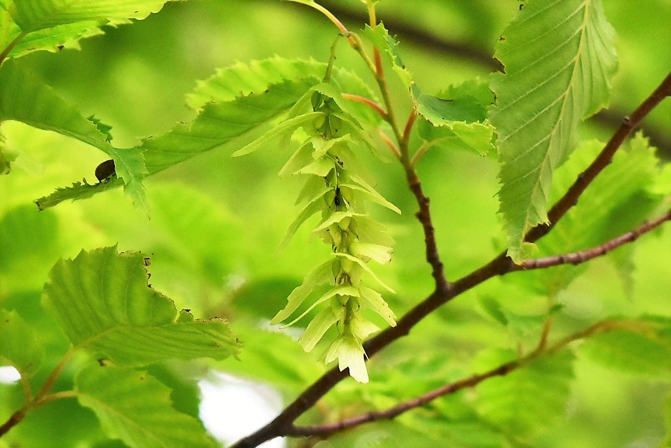 アカシデ - 庭木図鑑 植木ペディア