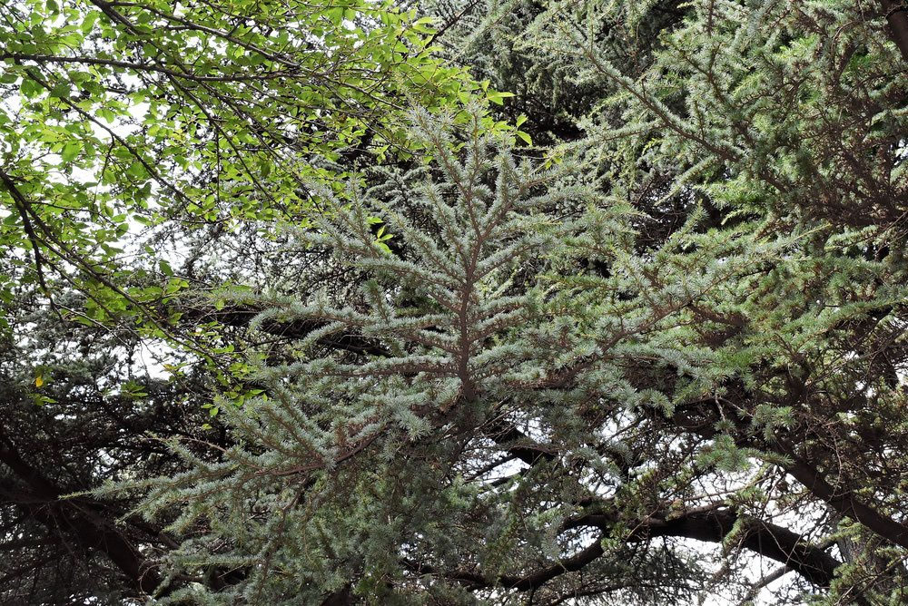 レバノンシーダー - 庭木図鑑 植木ペディア