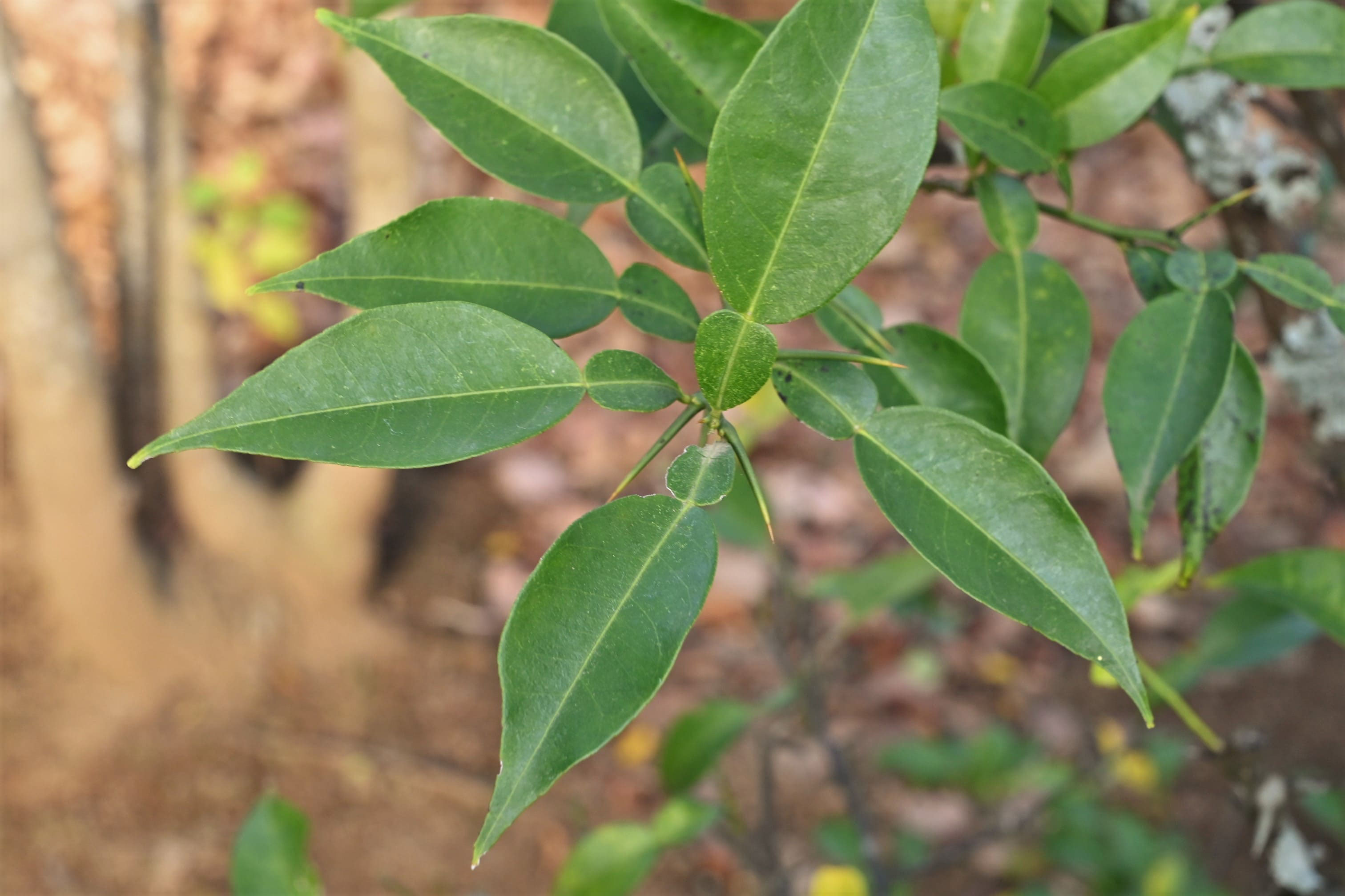 ユズ 柚子 庭木図鑑 植木ペディア