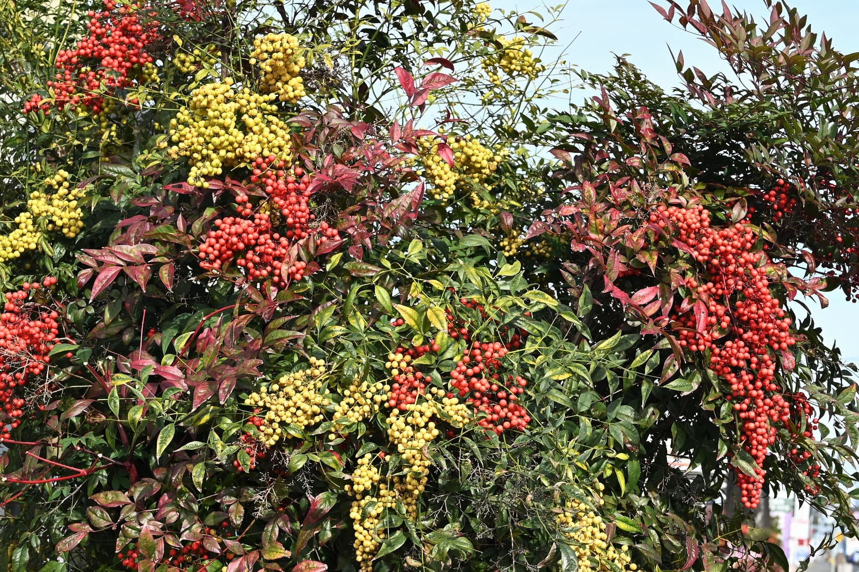 ナンテン 南天 庭木図鑑 植木ペディア