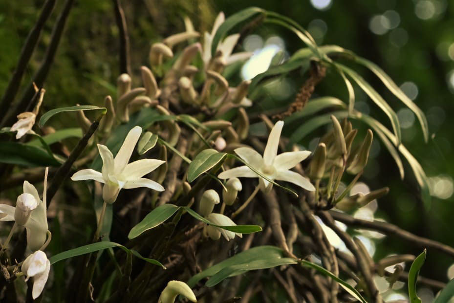 セッコク せっこく 石斛 庭木図鑑 植木ペディア