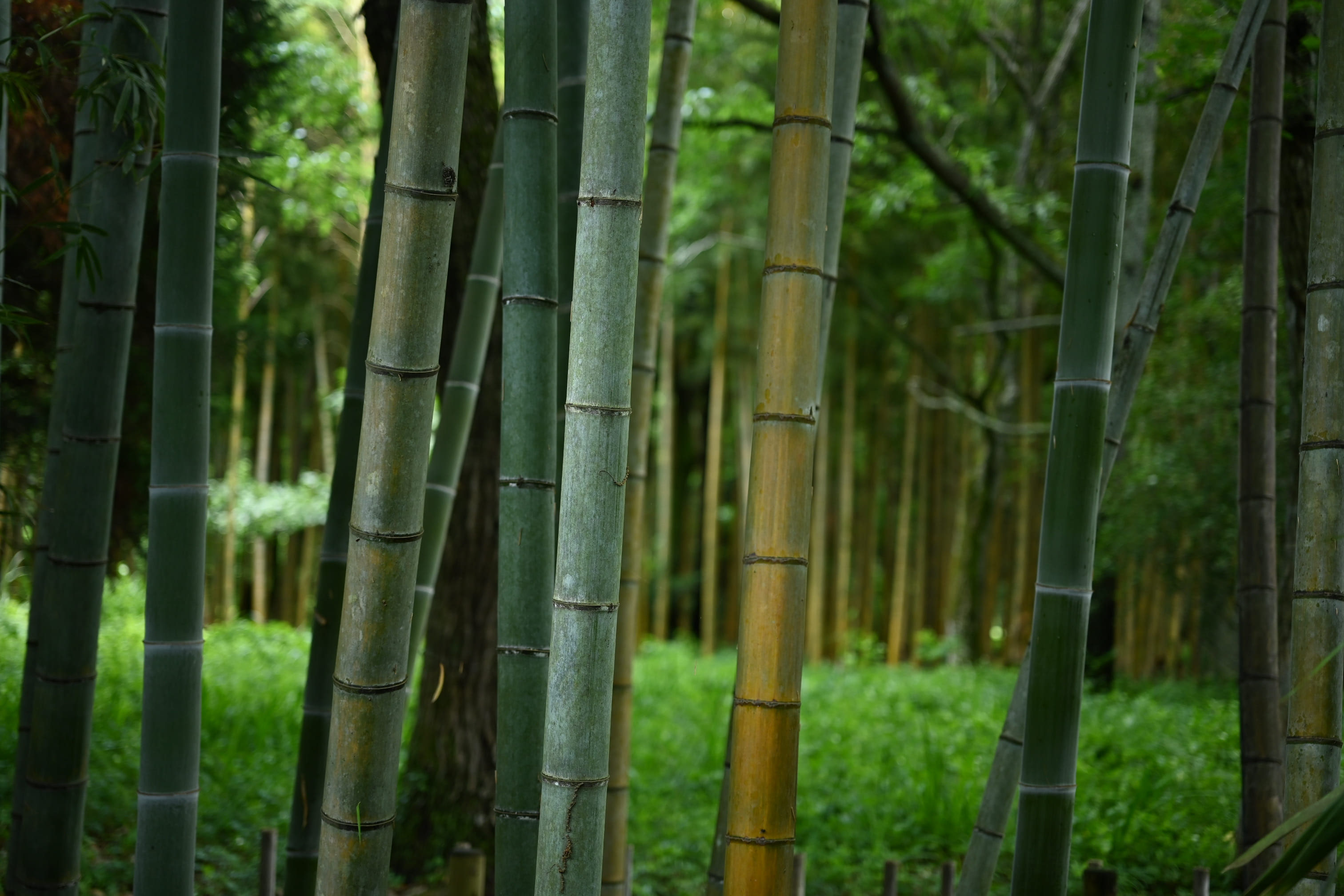 モウソウチク 庭木図鑑 植木ペディア モウソウチク 庭木図鑑 植木ペディア
