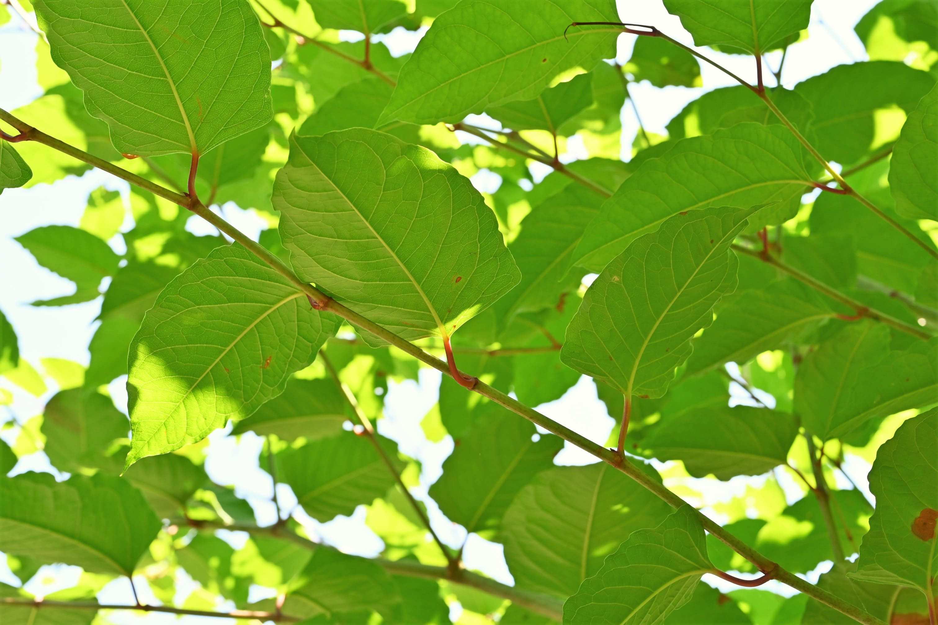 イタドリ 虎杖 庭木図鑑 植木ペディア イタドリ 虎杖 庭木図鑑 植木ペディア