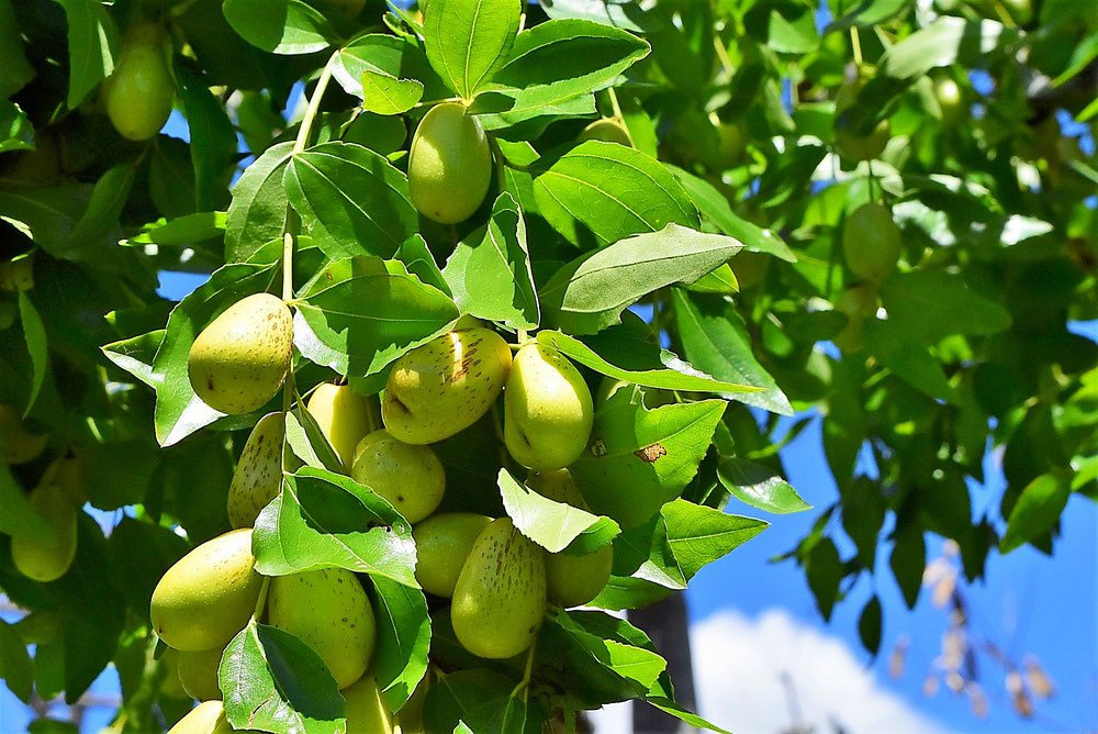 棗実‼️ 棗の木 棗の木