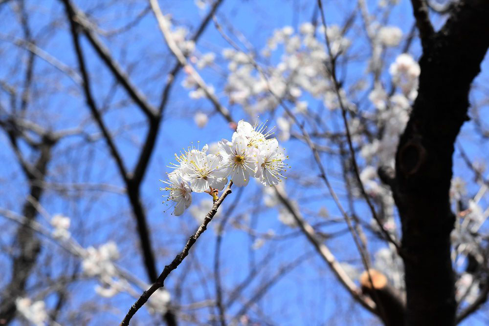 オウトウ 桜桃 庭木図鑑 植木ペディア