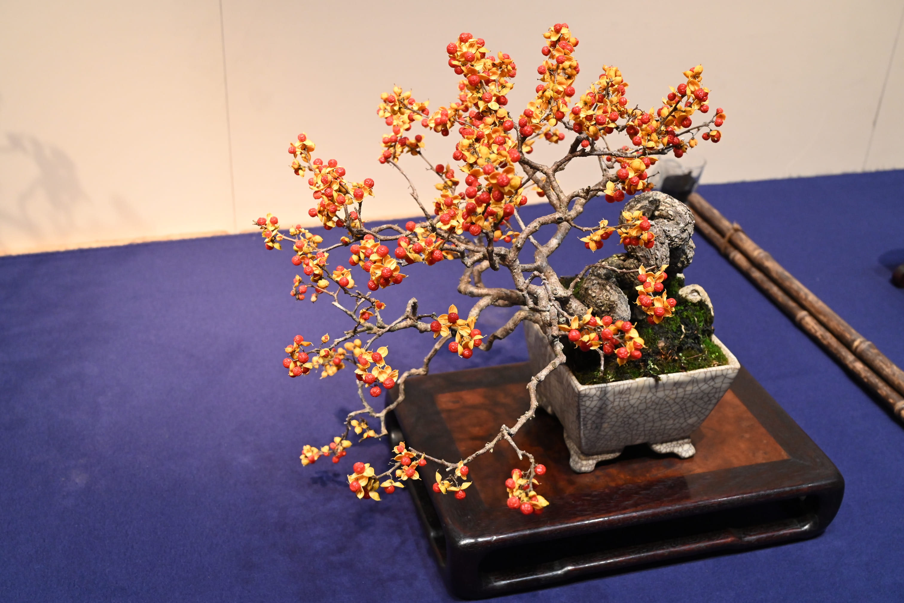 蔓梅擬（ツルウメモドキ）盆栽 SS003